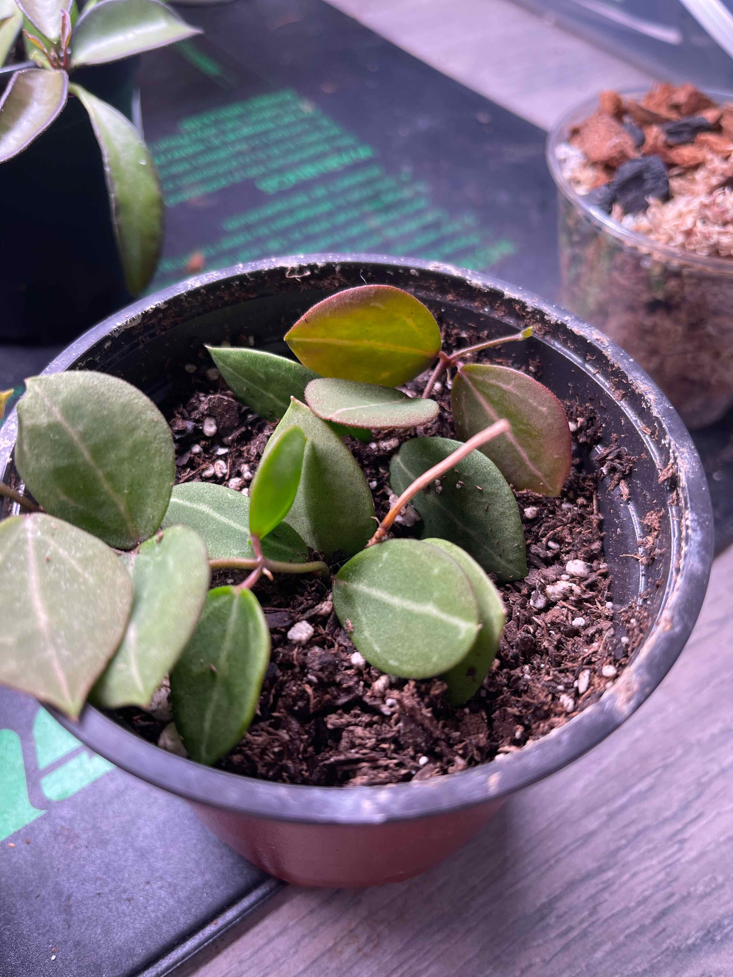 Potted Watermelon Dischidia plant with visible soil and green leaves.