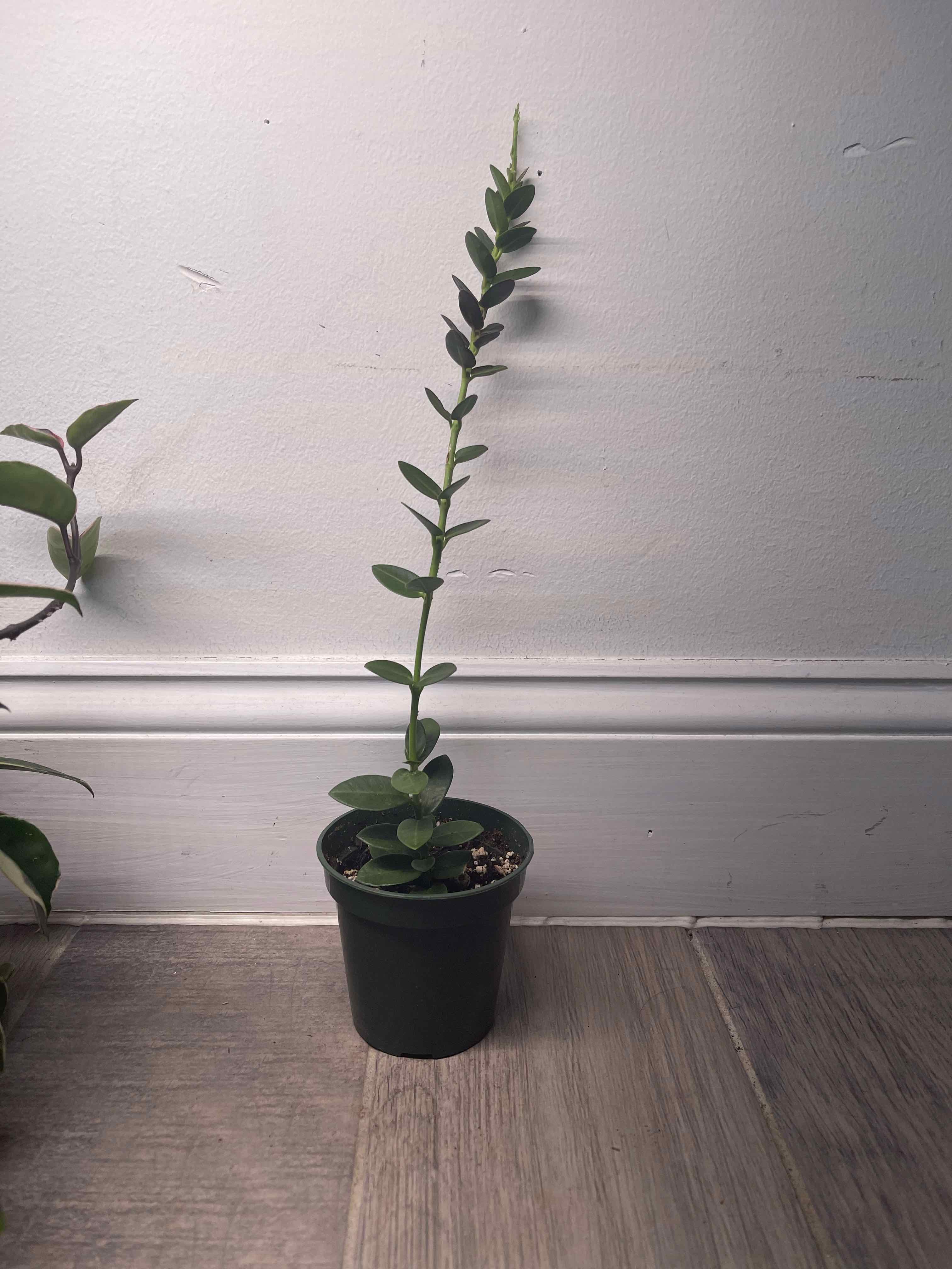 A healthy Bush Hoya plant in a small pot with a tall, slender stem and green leaves.
