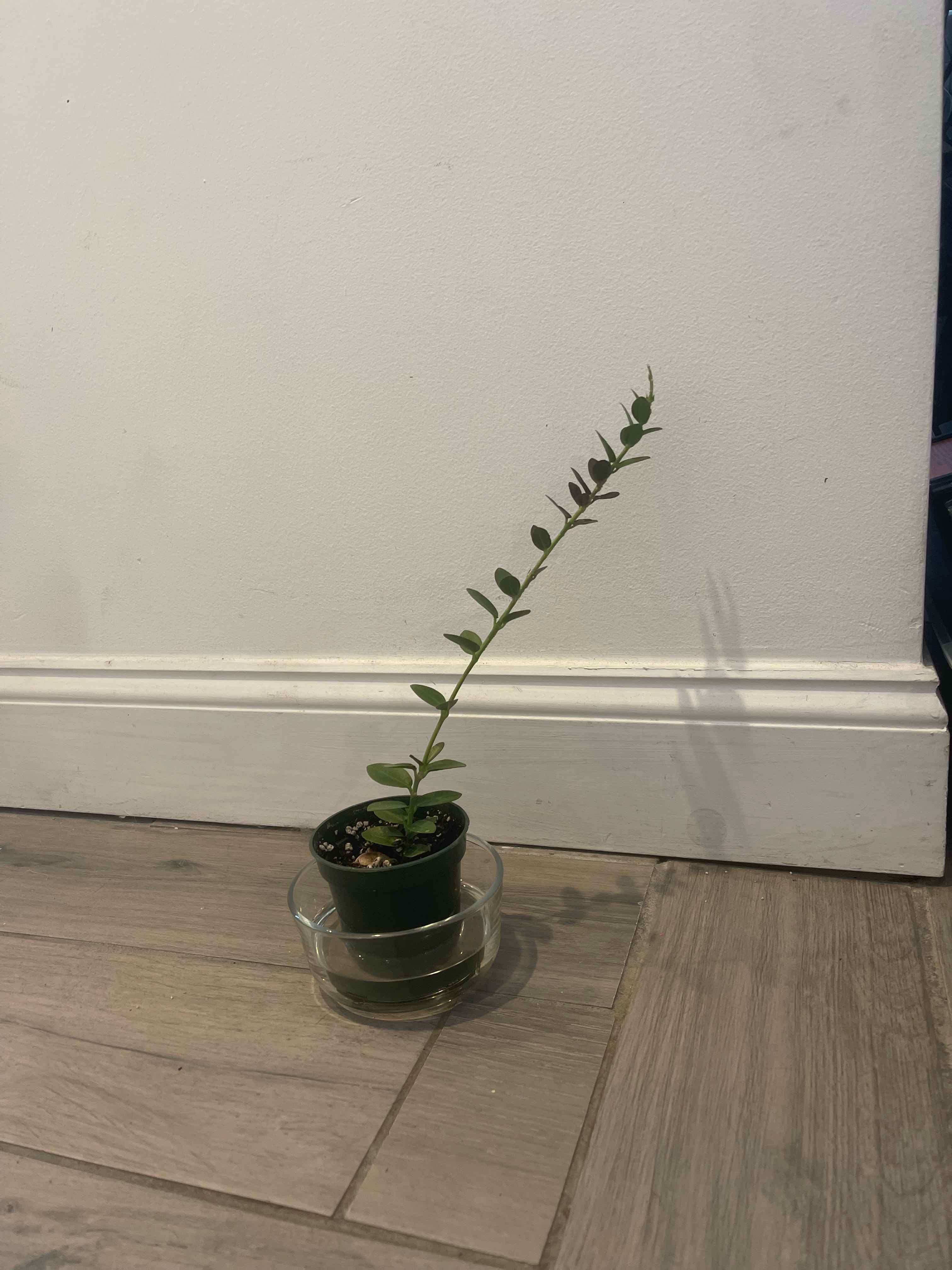 A healthy Bush Hoya plant in a small pot on a saucer, against a plain wall and floor.