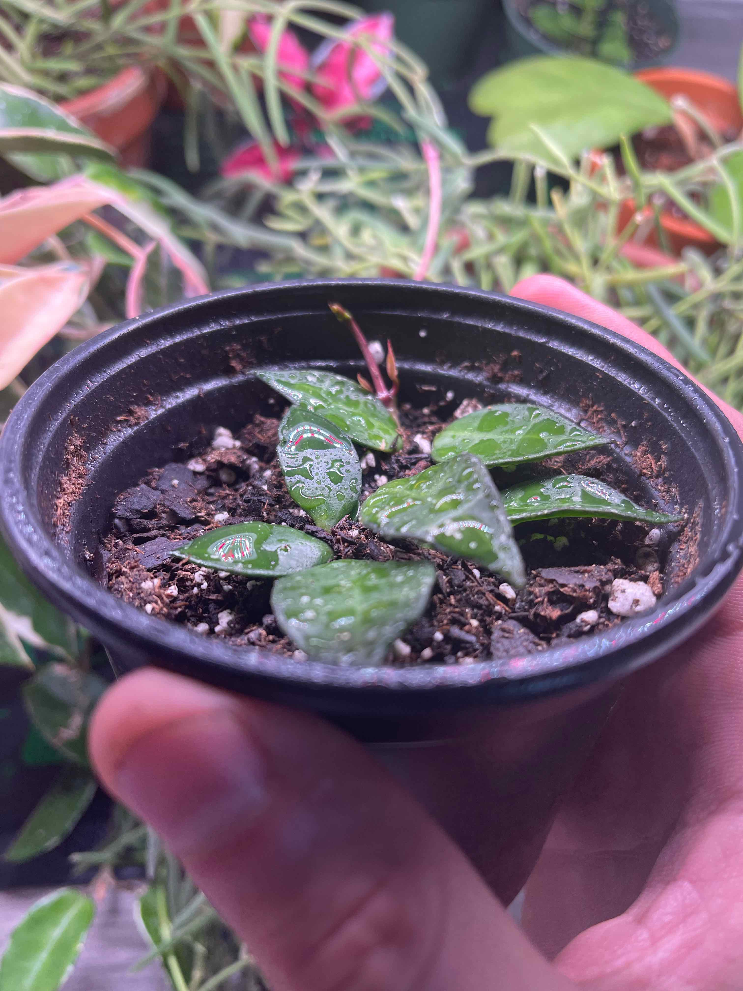 A small potted Hoya lacunosa plant with green speckled leaves, held by a hand.