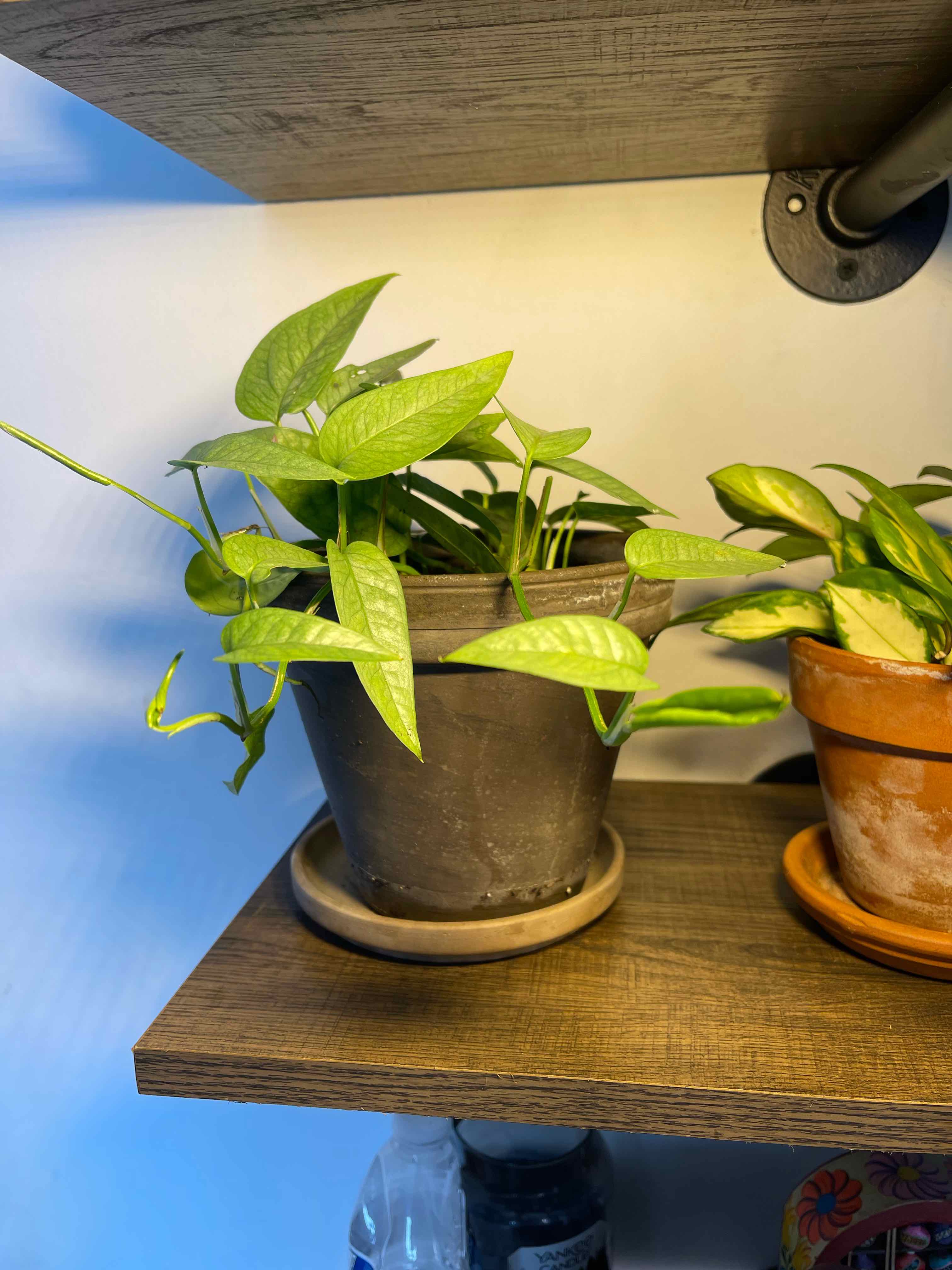 Cebu Blue Pothos plant in a pot on a wooden shelf, healthy green leaves.