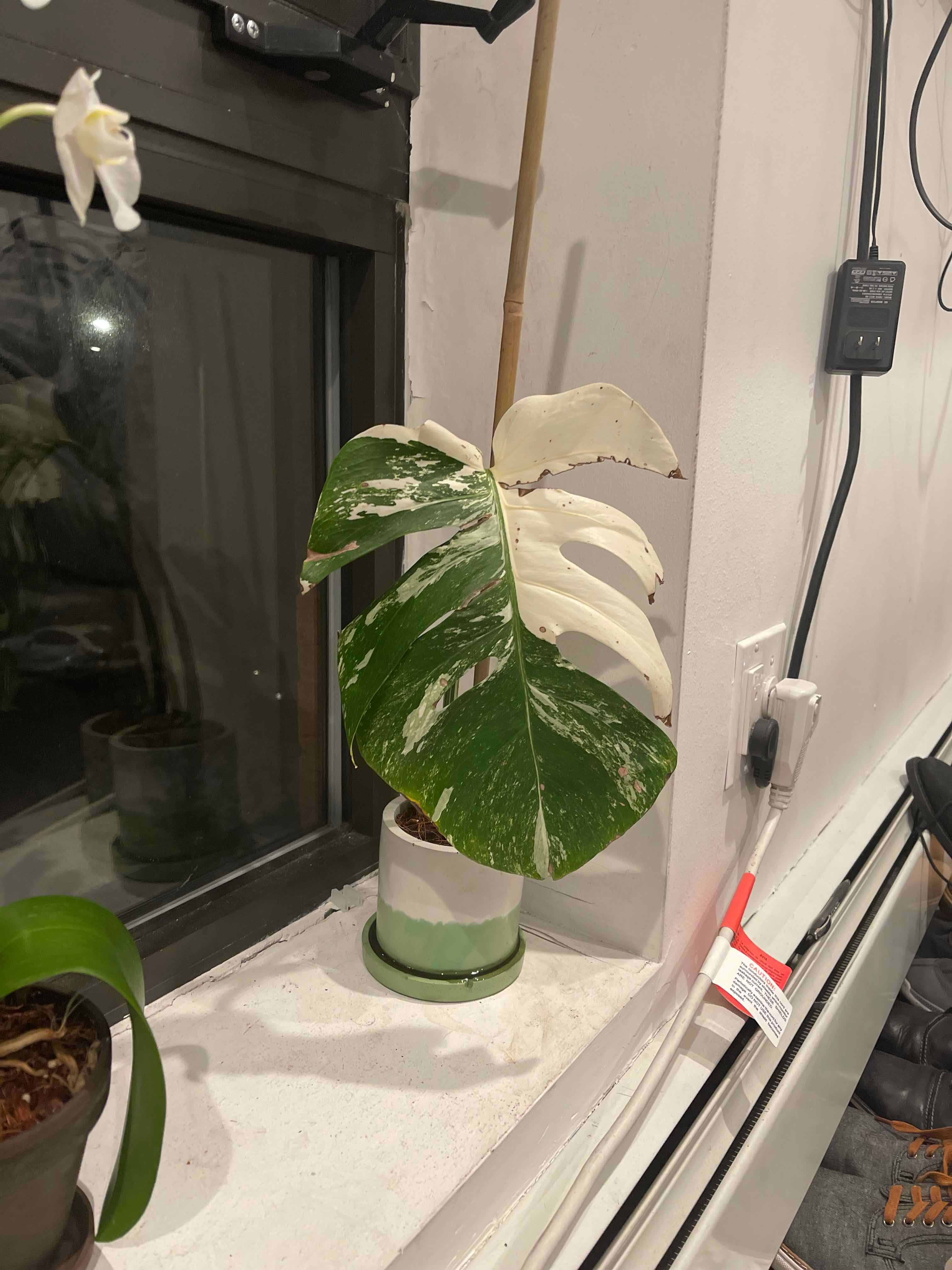 Monstera 'Albo' plant with variegated leaves on a windowsill in a pot.