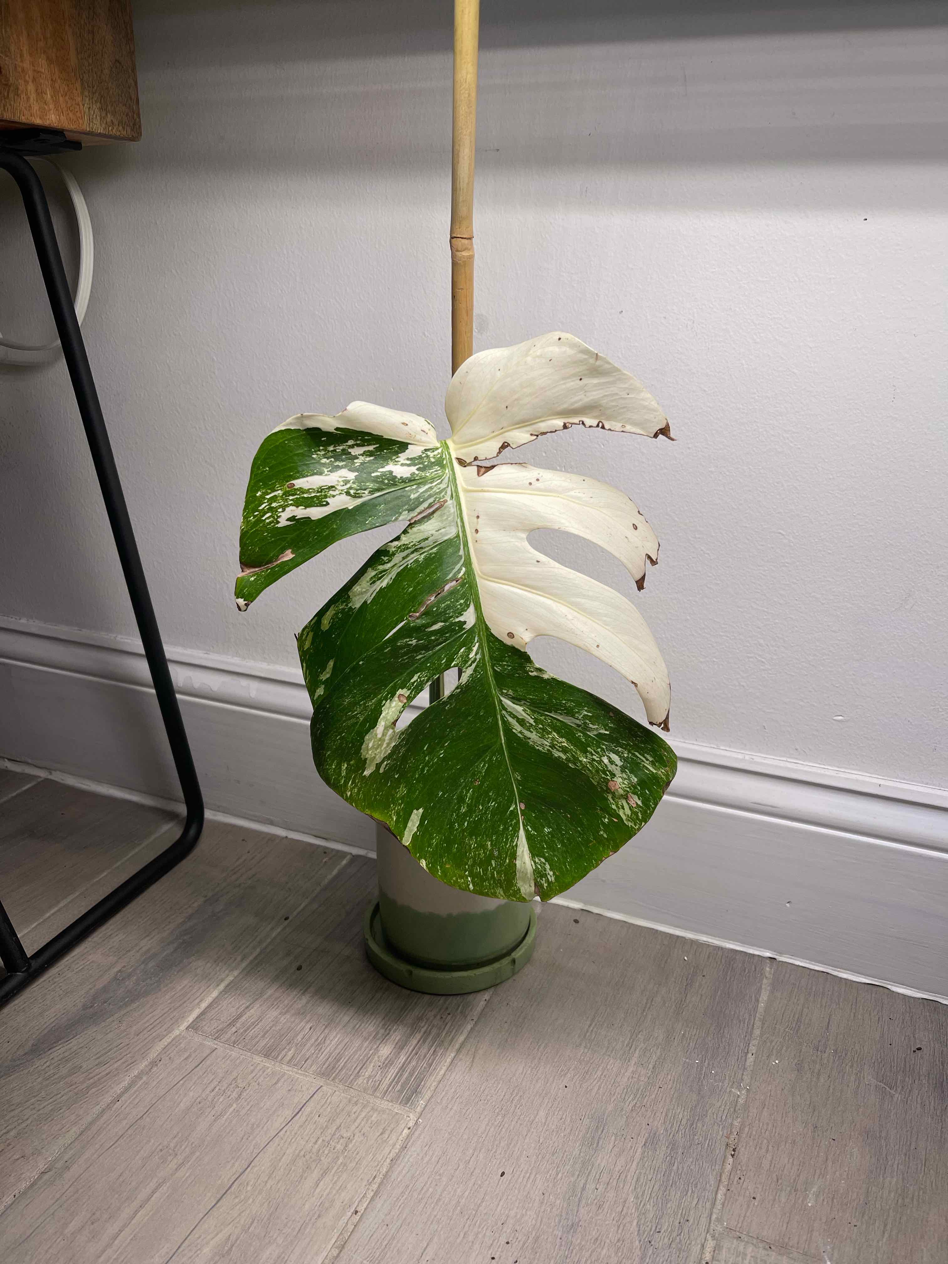 Monstera 'Albo' plant with variegated leaves in a pot on a tiled floor.