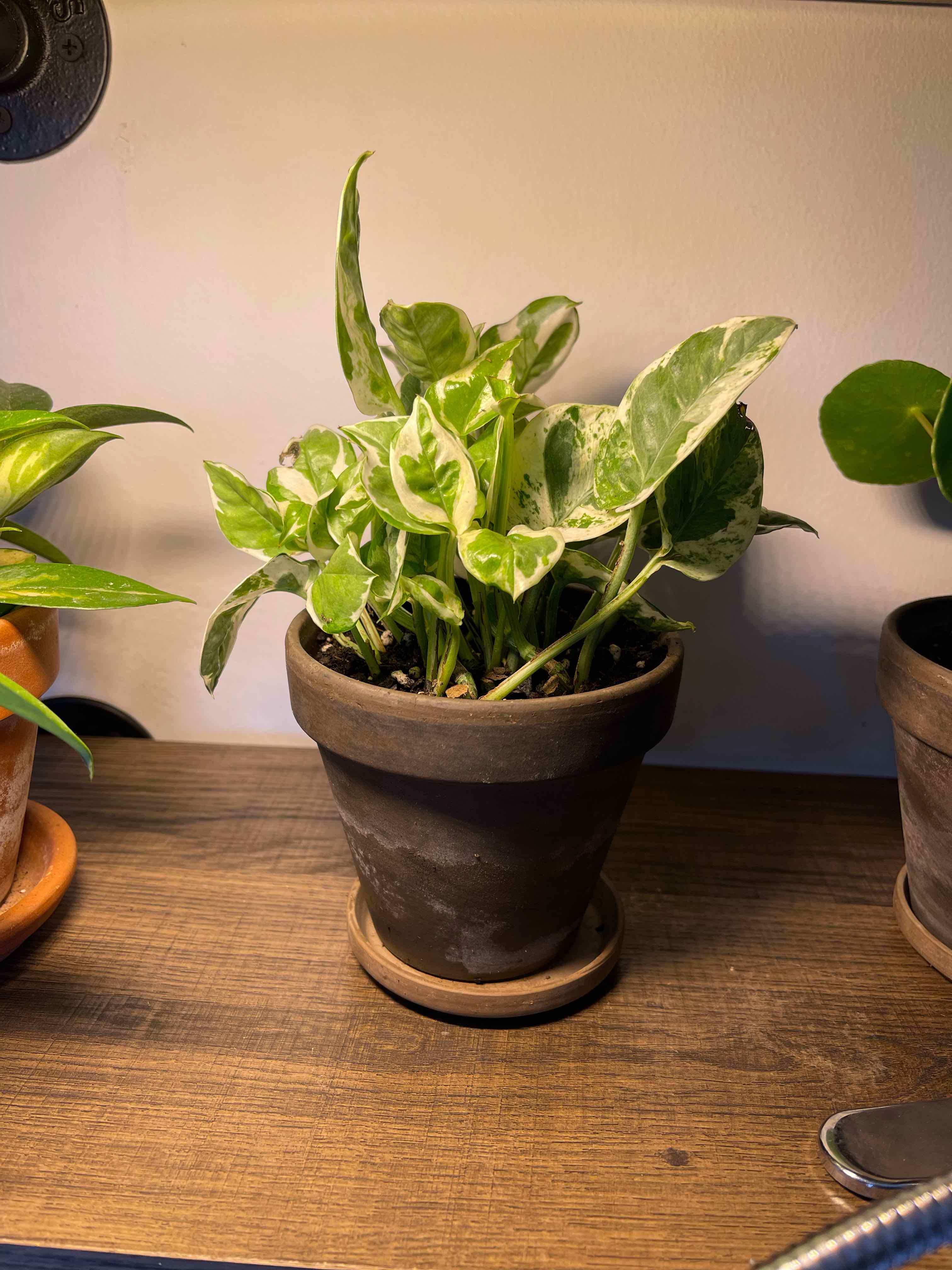 Pothos N' Joy plant in a pot on a wooden surface, healthy variegated leaves.