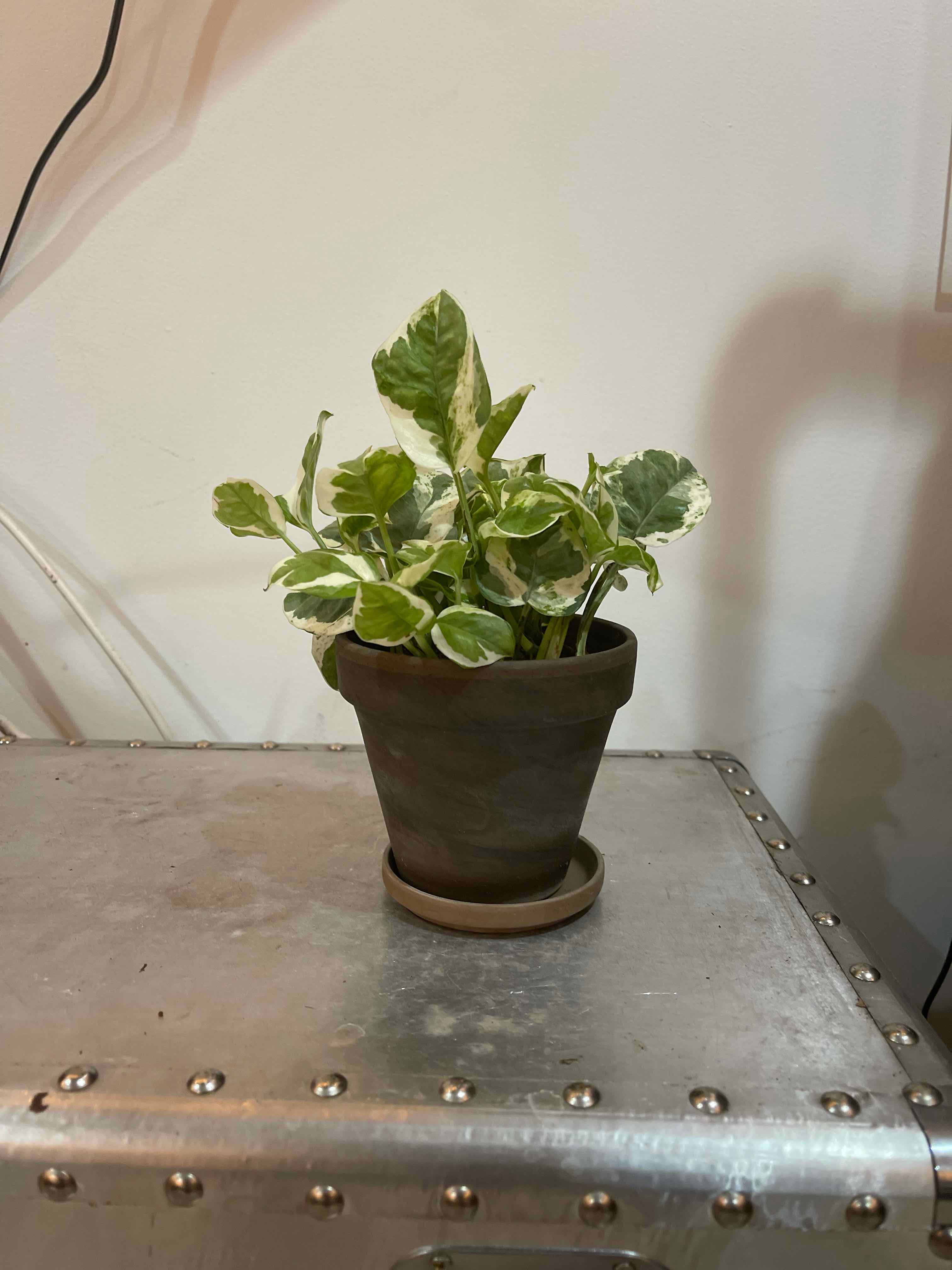 Pothos N' Joy plant in a pot on a metallic surface, appearing healthy with variegated leaves.