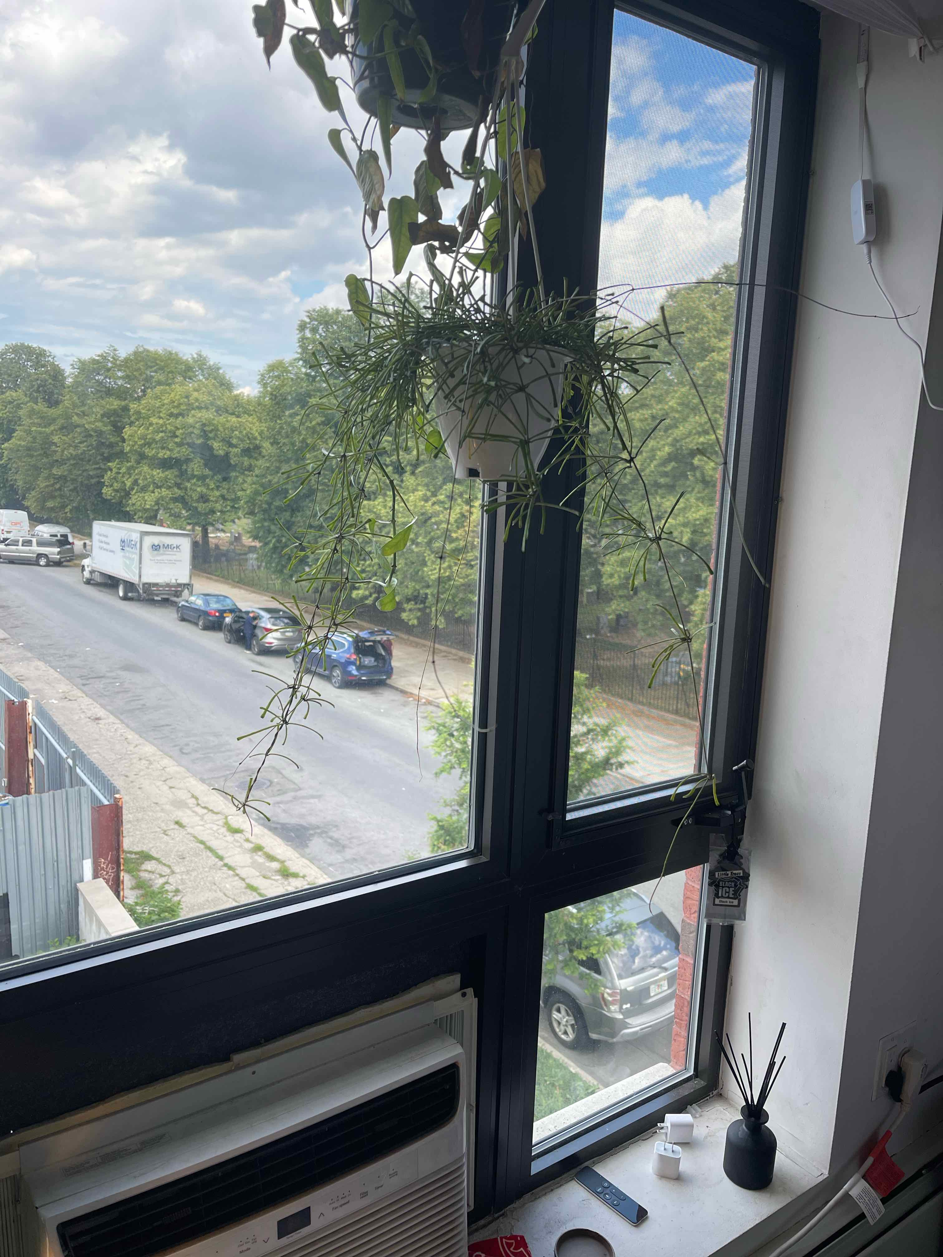 Hanging Grass-leaved Hoya plant in front of a window, appears healthy.
