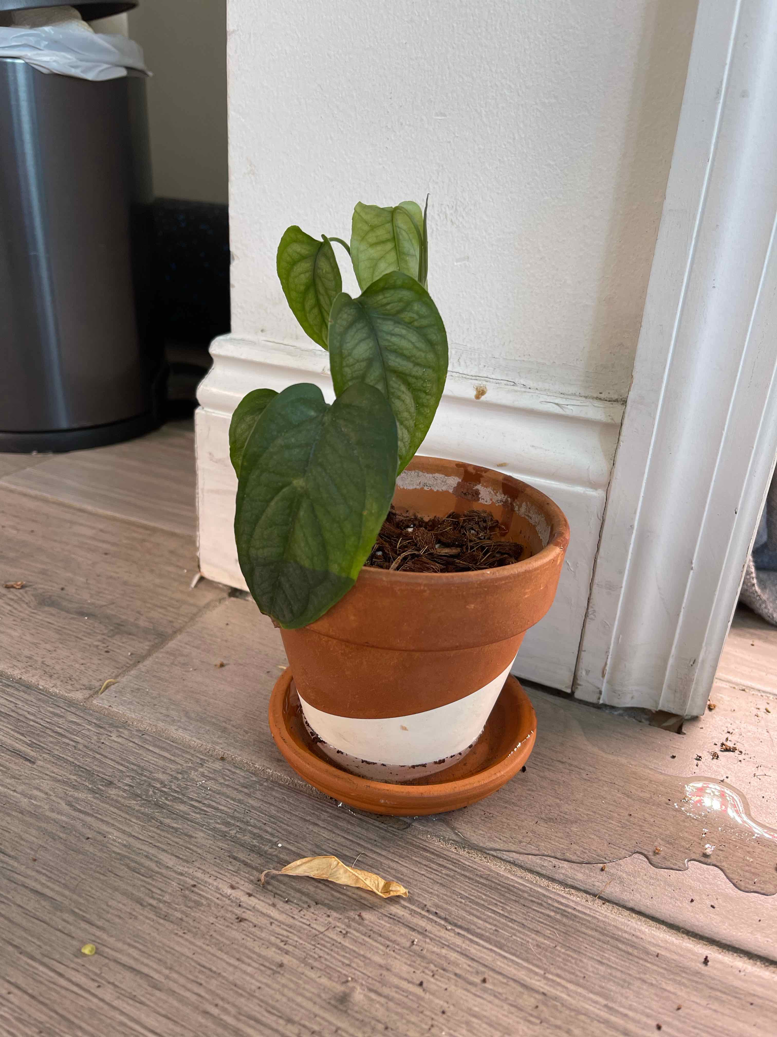 A young Silver Monstera plant in a small terracotta pot on a wooden floor.