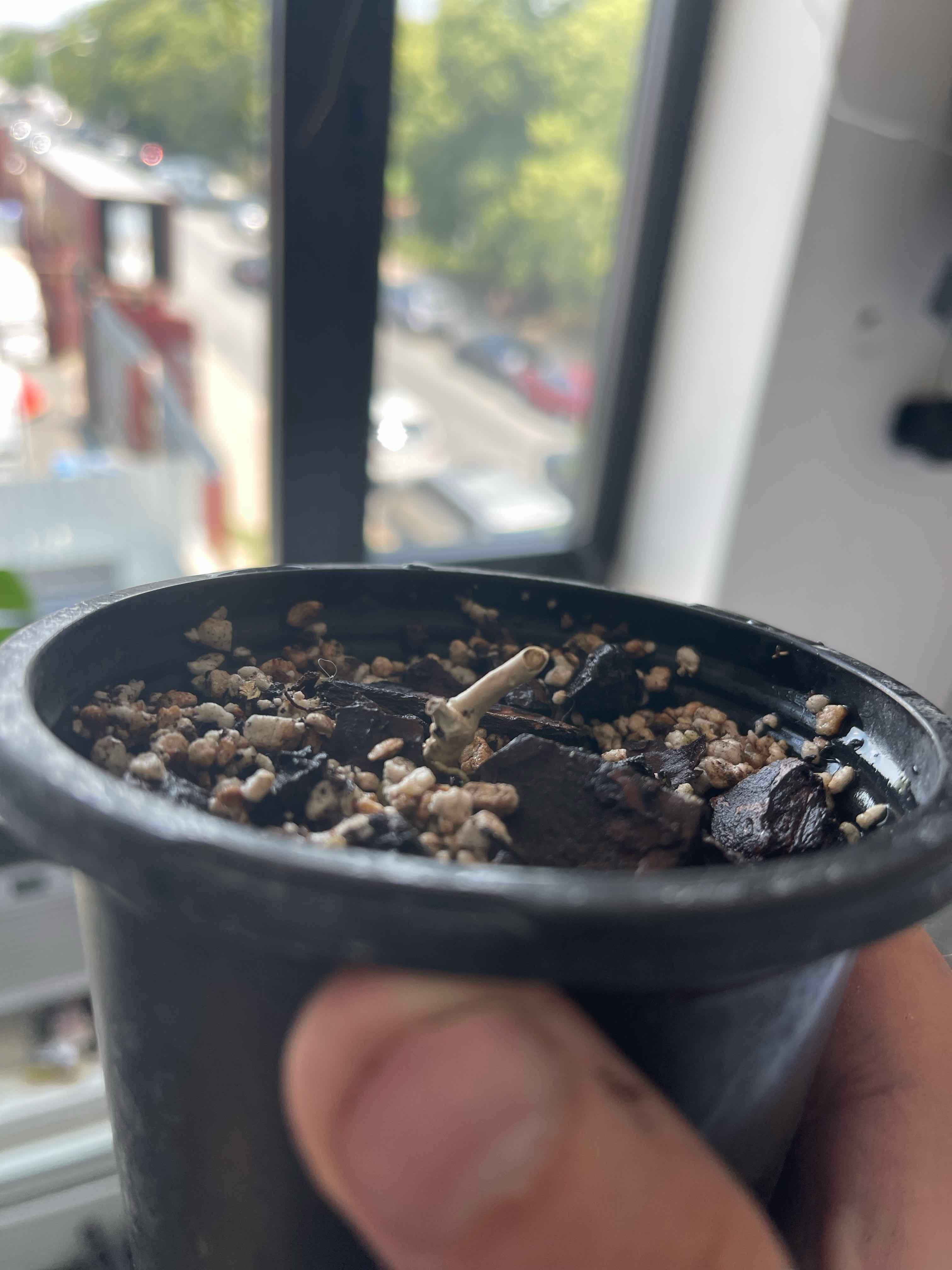 Small potted Hoya finlaysonii plant with a single stem emerging from the soil.