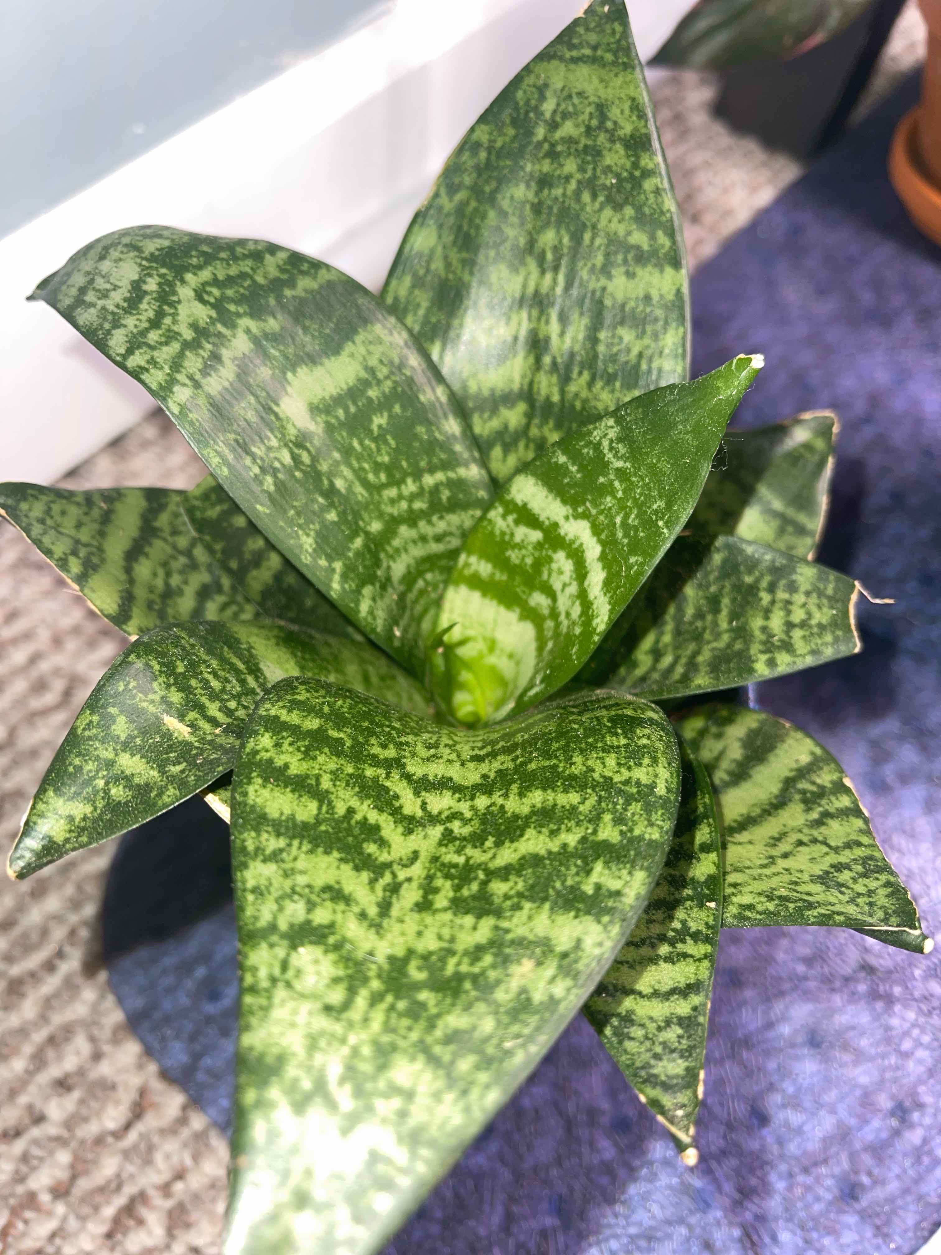 Forest Star Snake Plant with vibrant green variegated leaves, appears healthy.