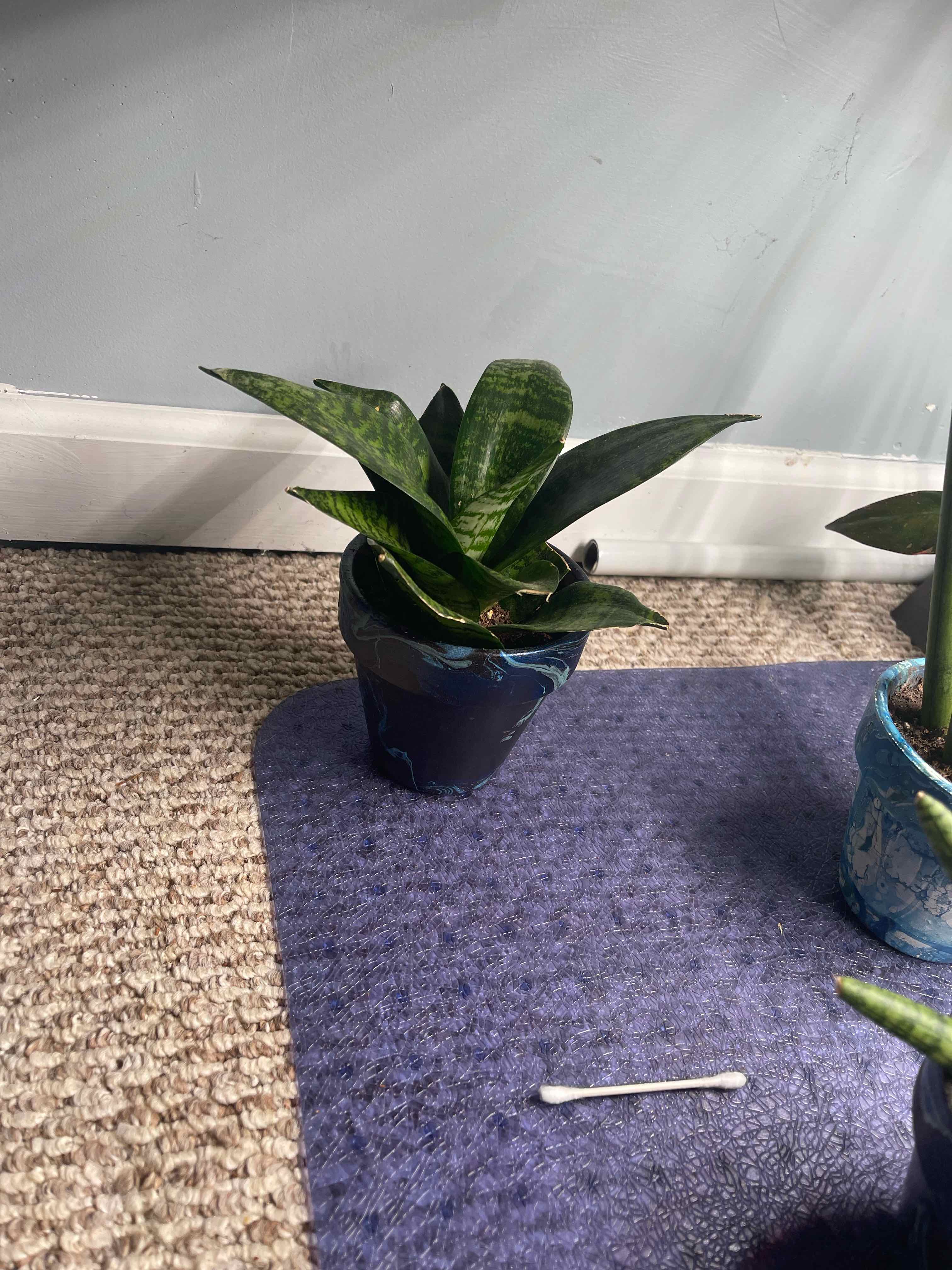 Forest Star Snake Plant in a pot on a purple mat, appears healthy.
