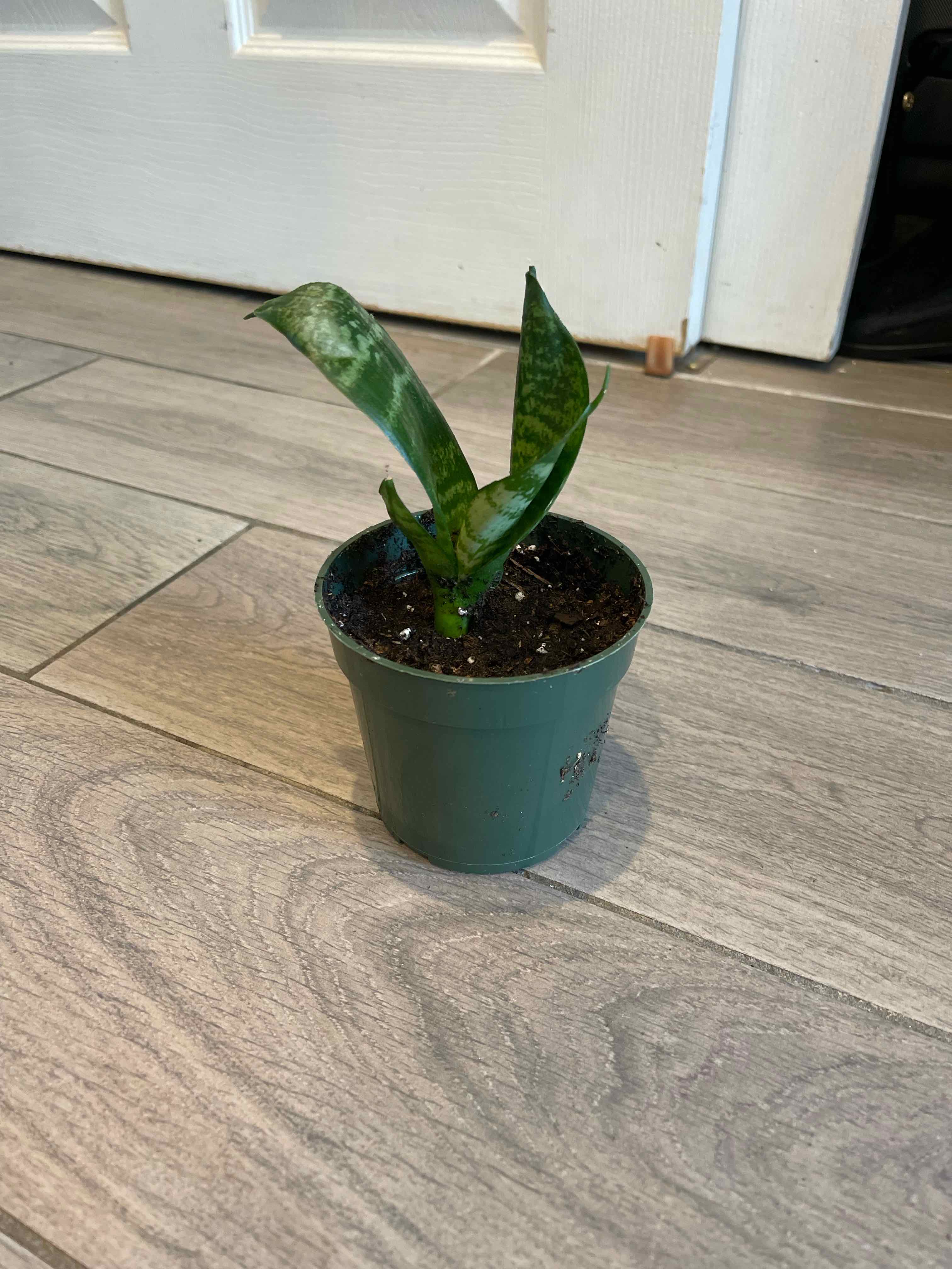 Forest Star Snake Plant in a green pot on a wooden floor.