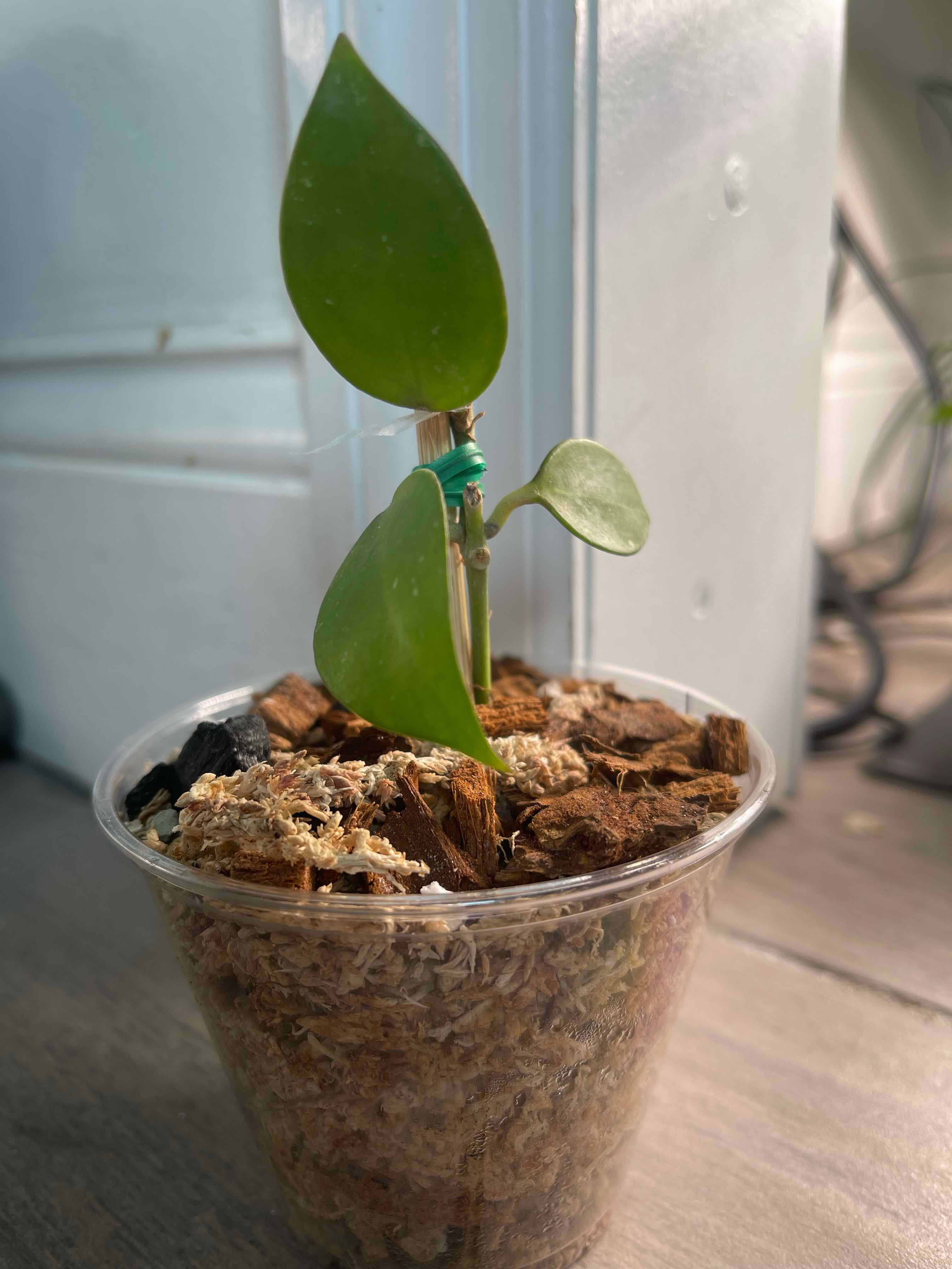 Young Hoya 'Sunrise' plant in a clear plastic pot with visible soil and growing medium.