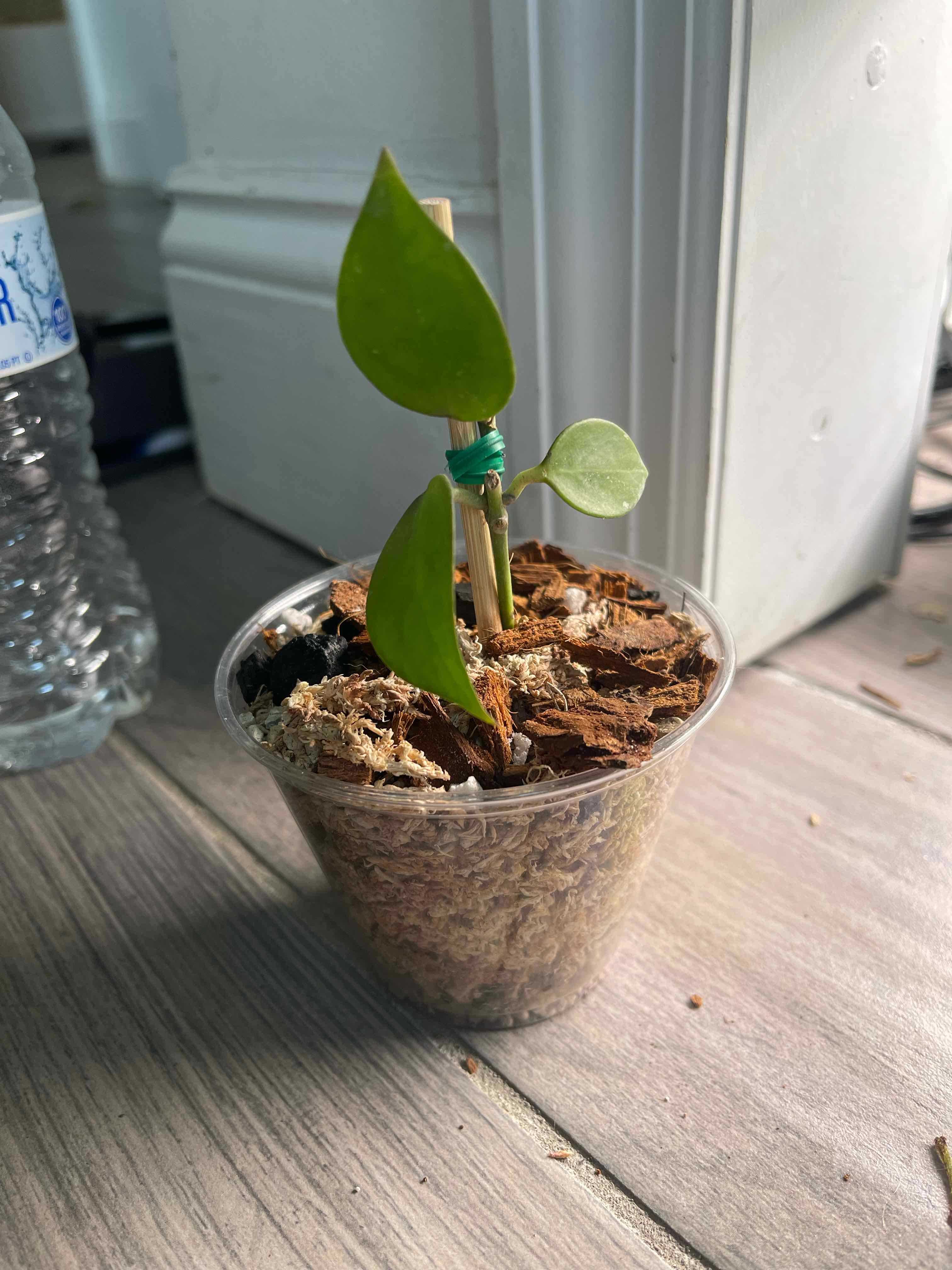 Hoya 'Sunrise' plant in a clear plastic pot with visible soil and mulch.