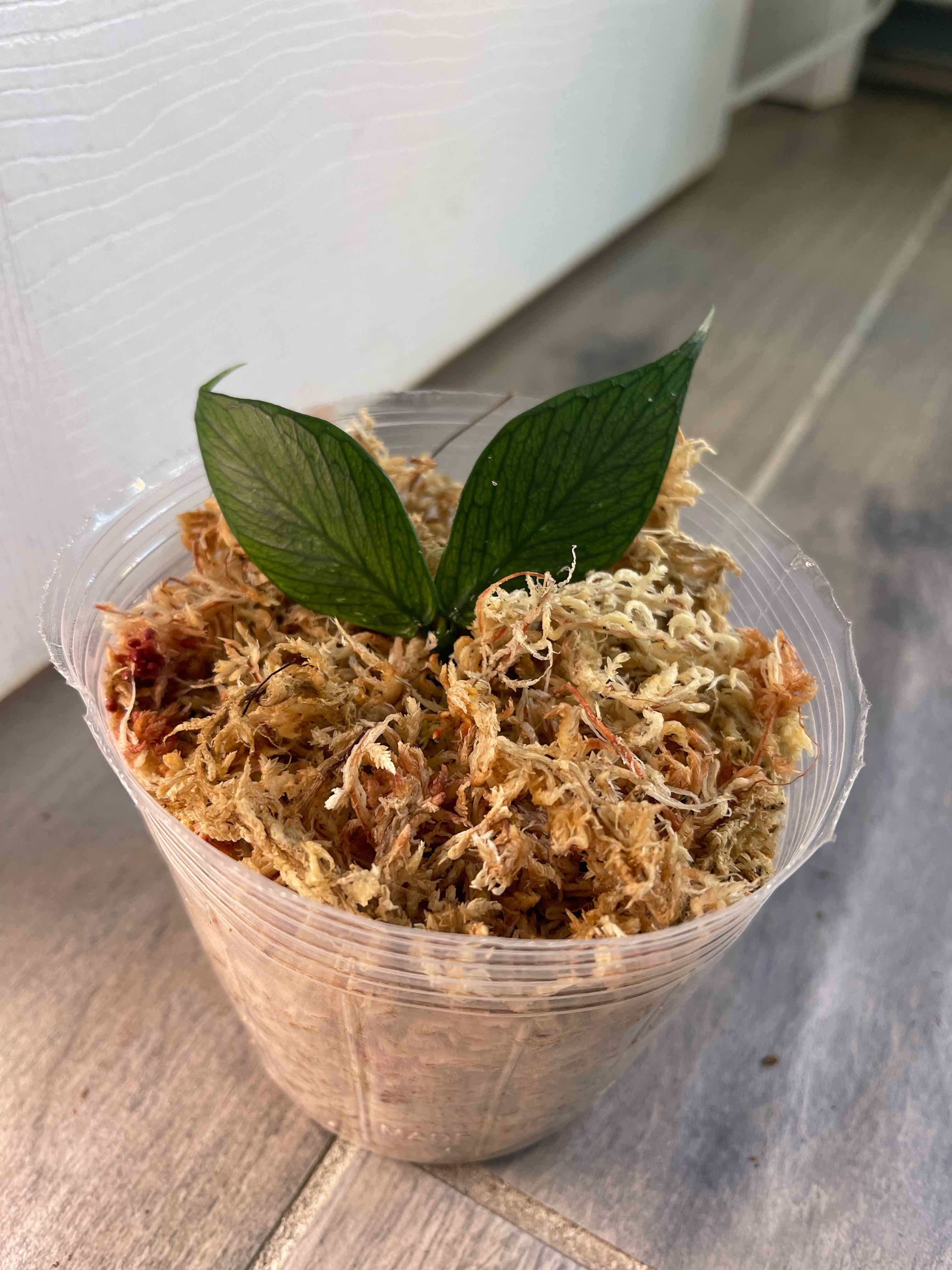 Fishtail Hoya plant in a clear plastic container with moss-like substrate.