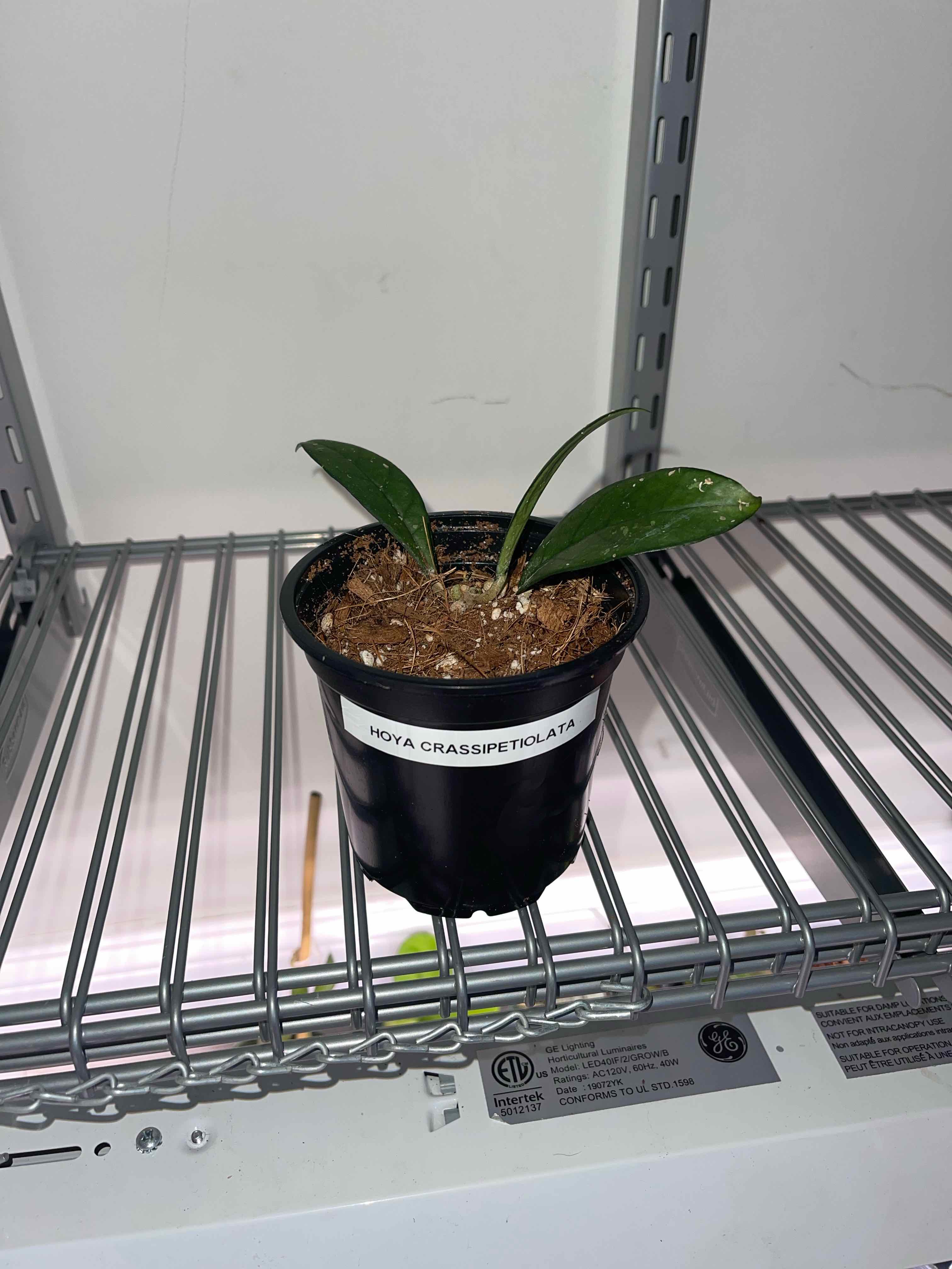 Plant care for Anthurium Angamarcanum on Greg, the plant care app