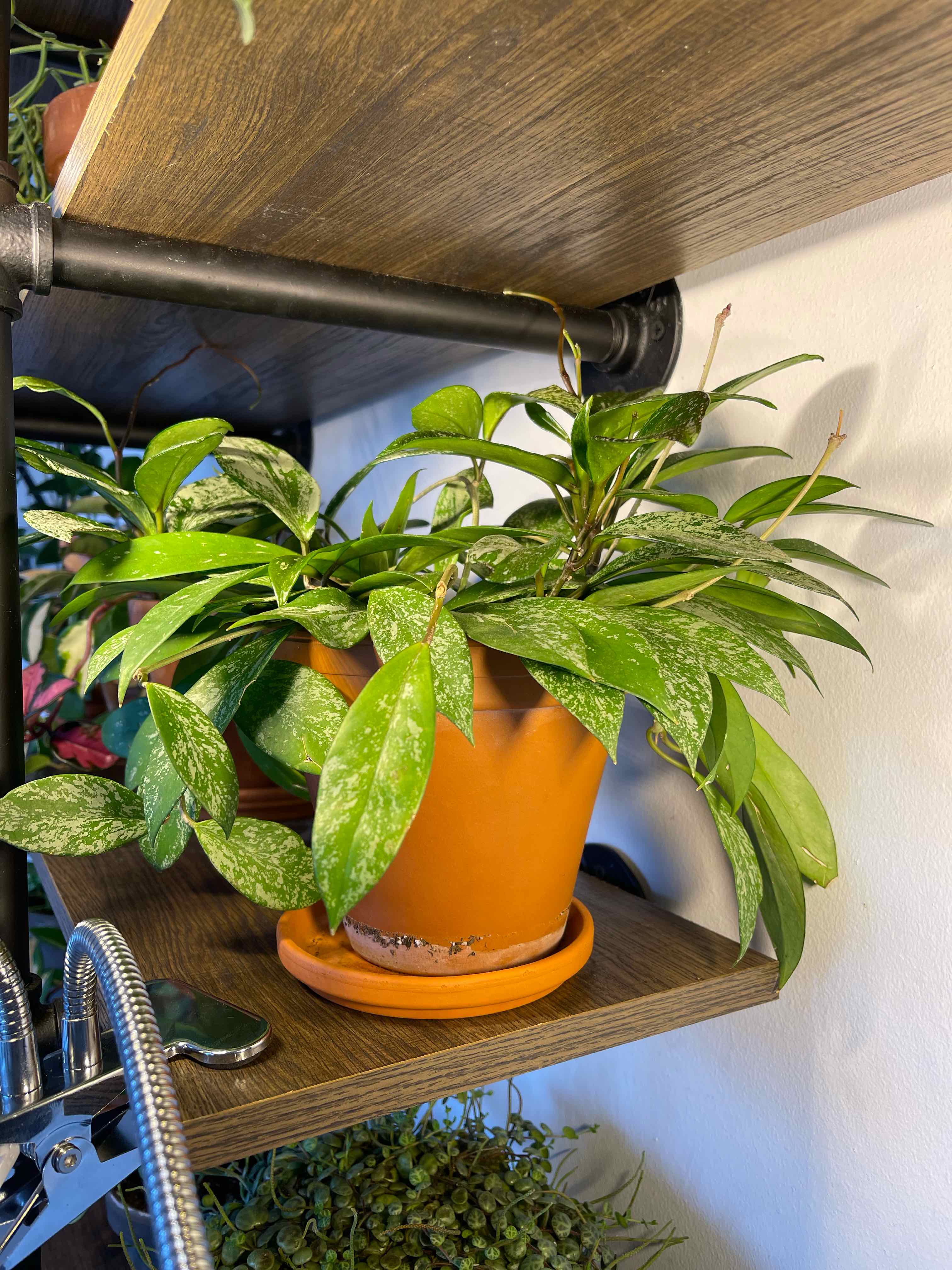 Hoya Pubicalyx plant in a pot on a shelf, with healthy green leaves and characteristic speckling.