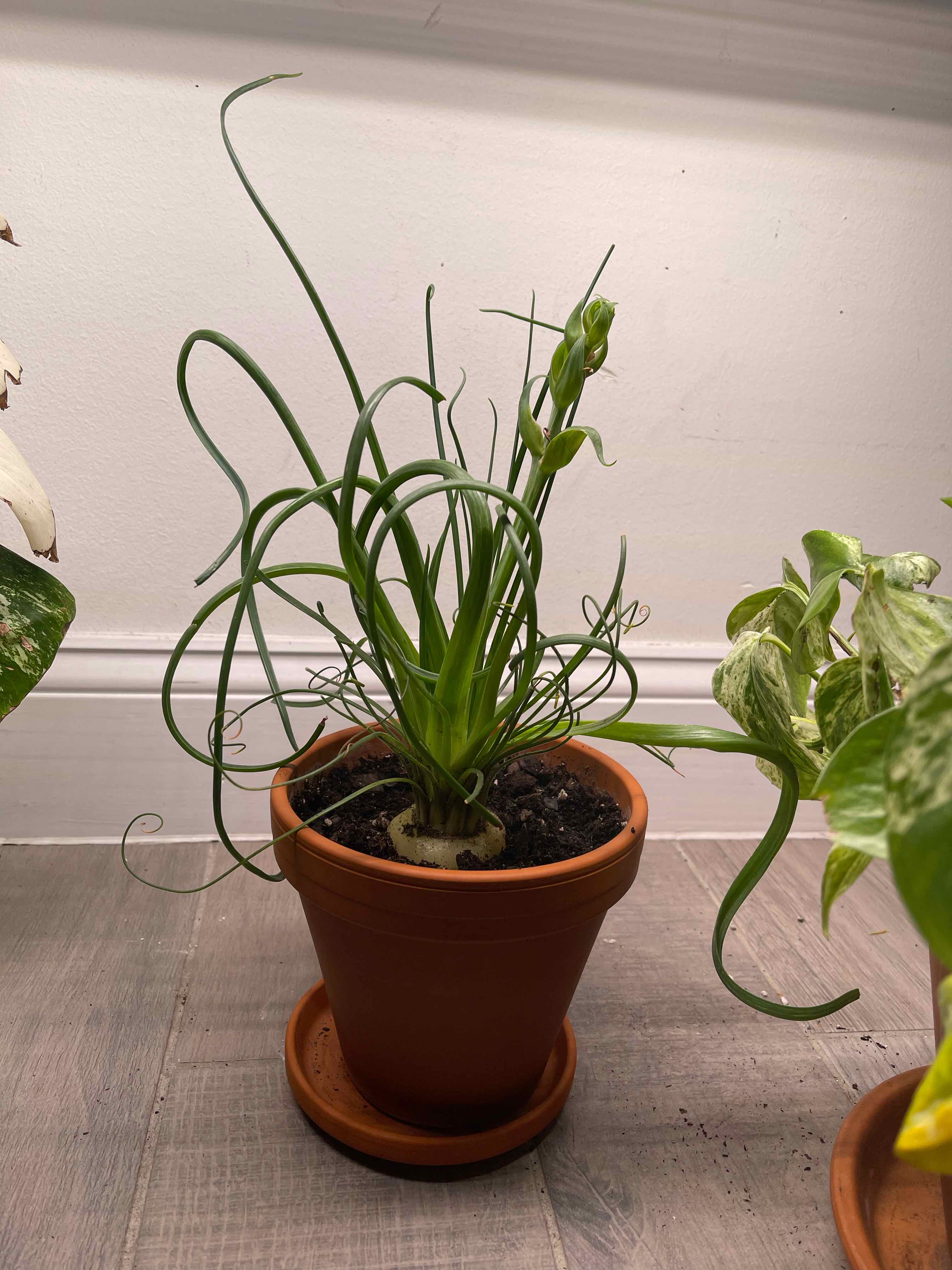 Potted Frizzle Sizzle plant with curly green leaves, healthy appearance.