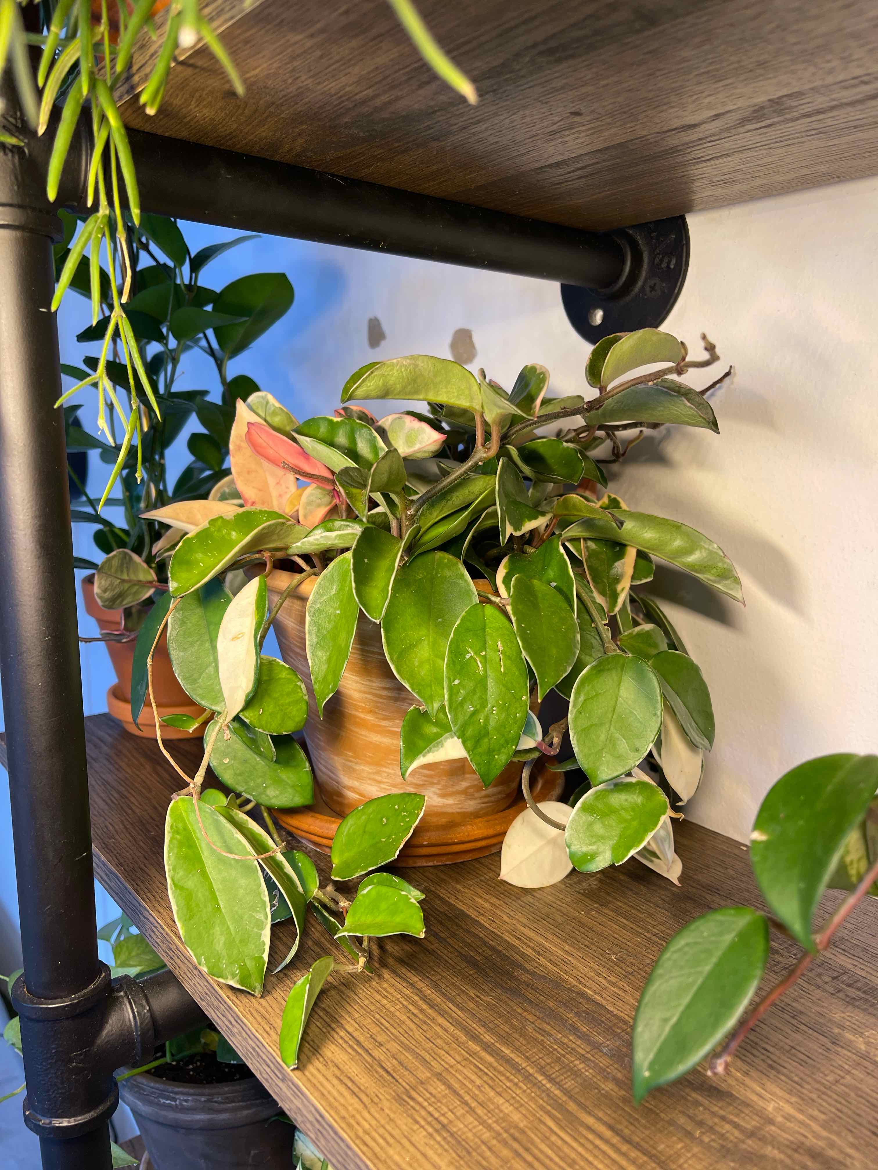 Hoya Carnosa Tricolor plant on a wooden shelf, healthy with variegated leaves.