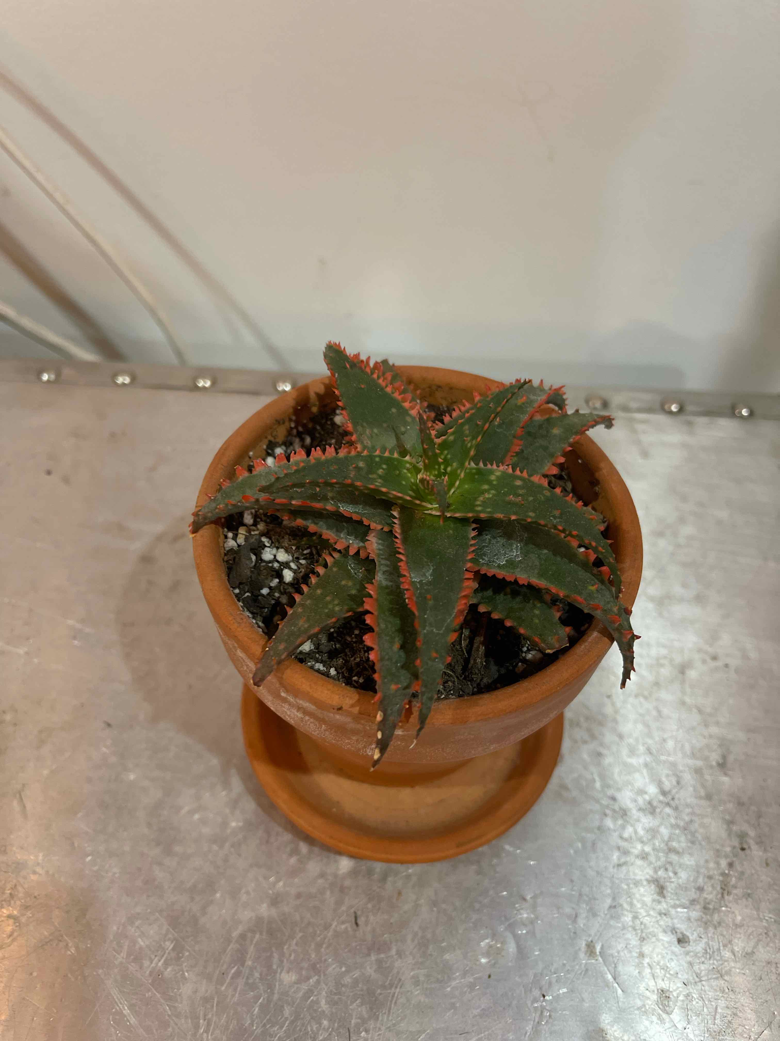 A potted Aloe 'Christmas Sleigh' plant with visible soil, well-framed and in focus.