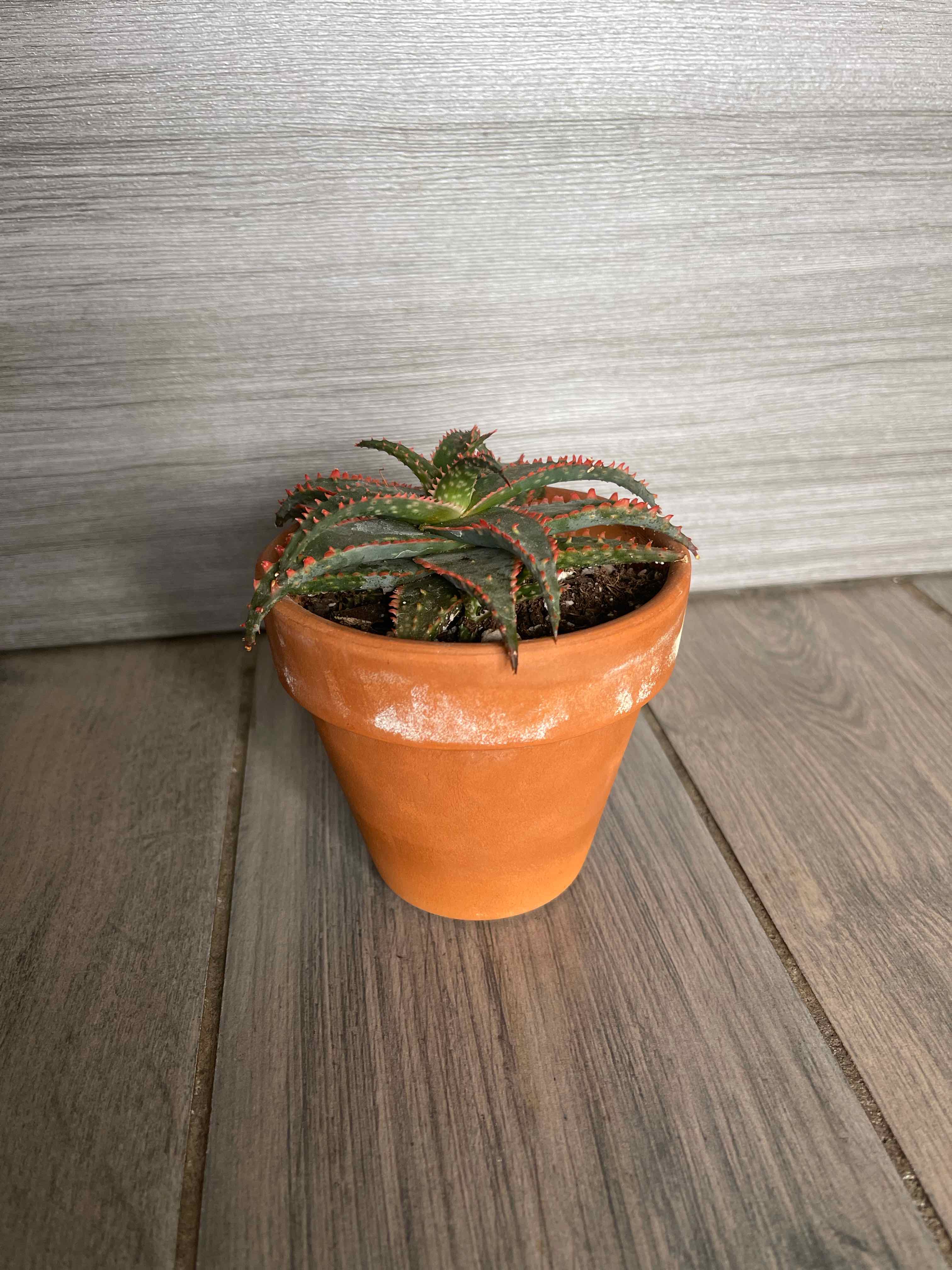 A healthy Aloe 'Christmas Sleigh' plant in a terracotta pot on a wooden surface.