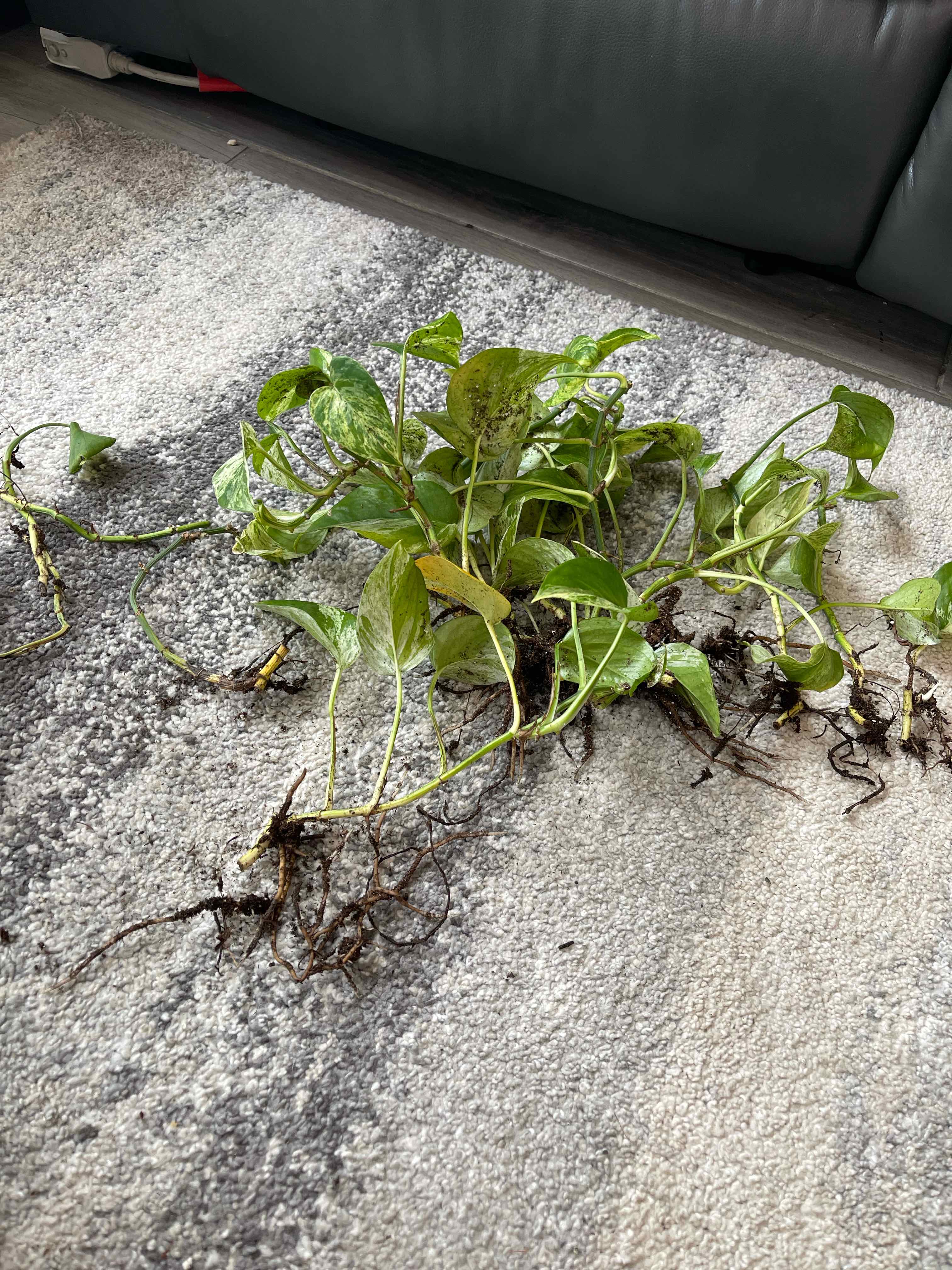 Uprooted Marble Queen Pothos plant with yellowing and browning leaves on a carpet.