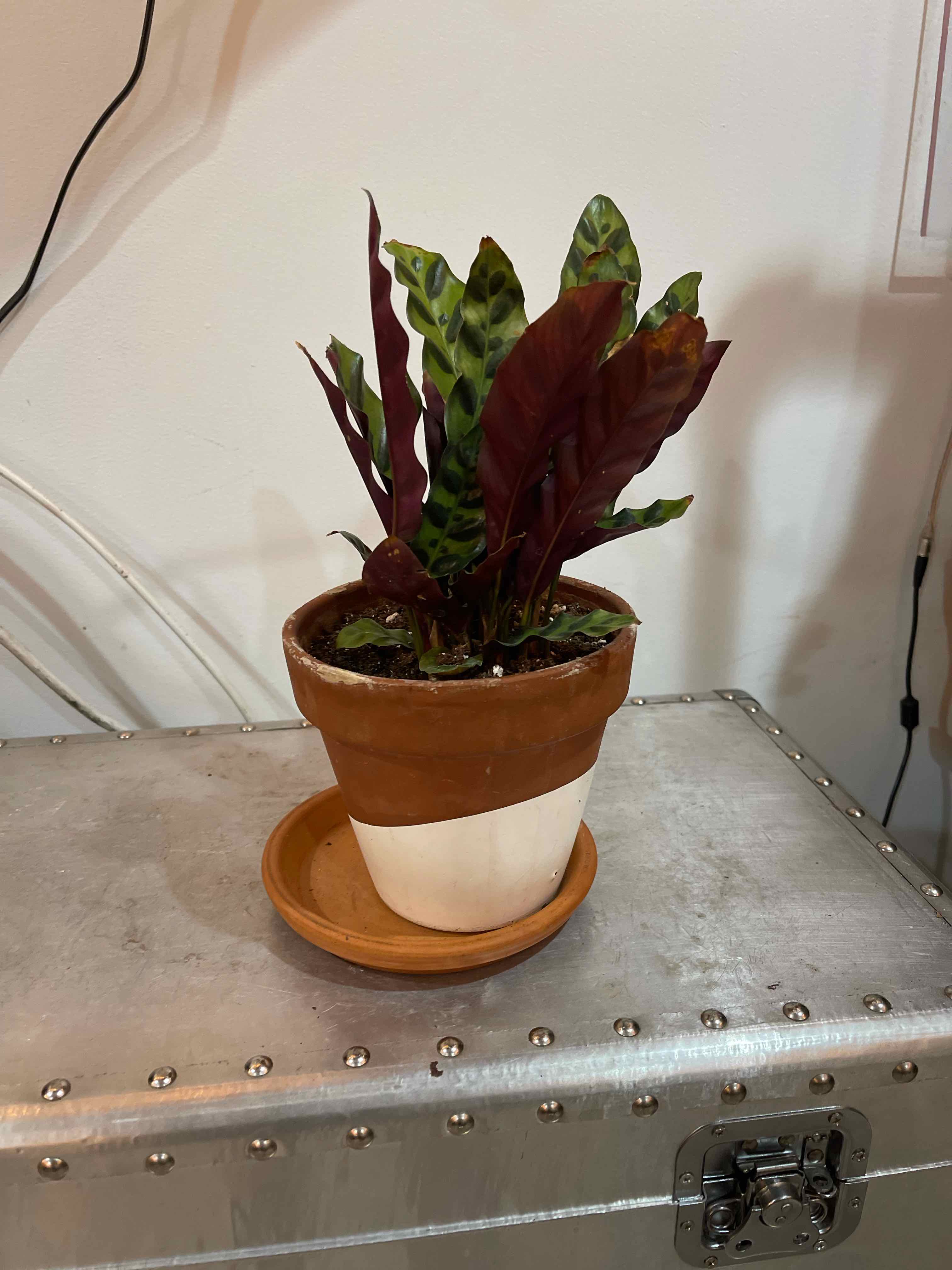 Rattlesnake Plant (Calathea lancifolia) in a terracotta pot on a metallic surface.
