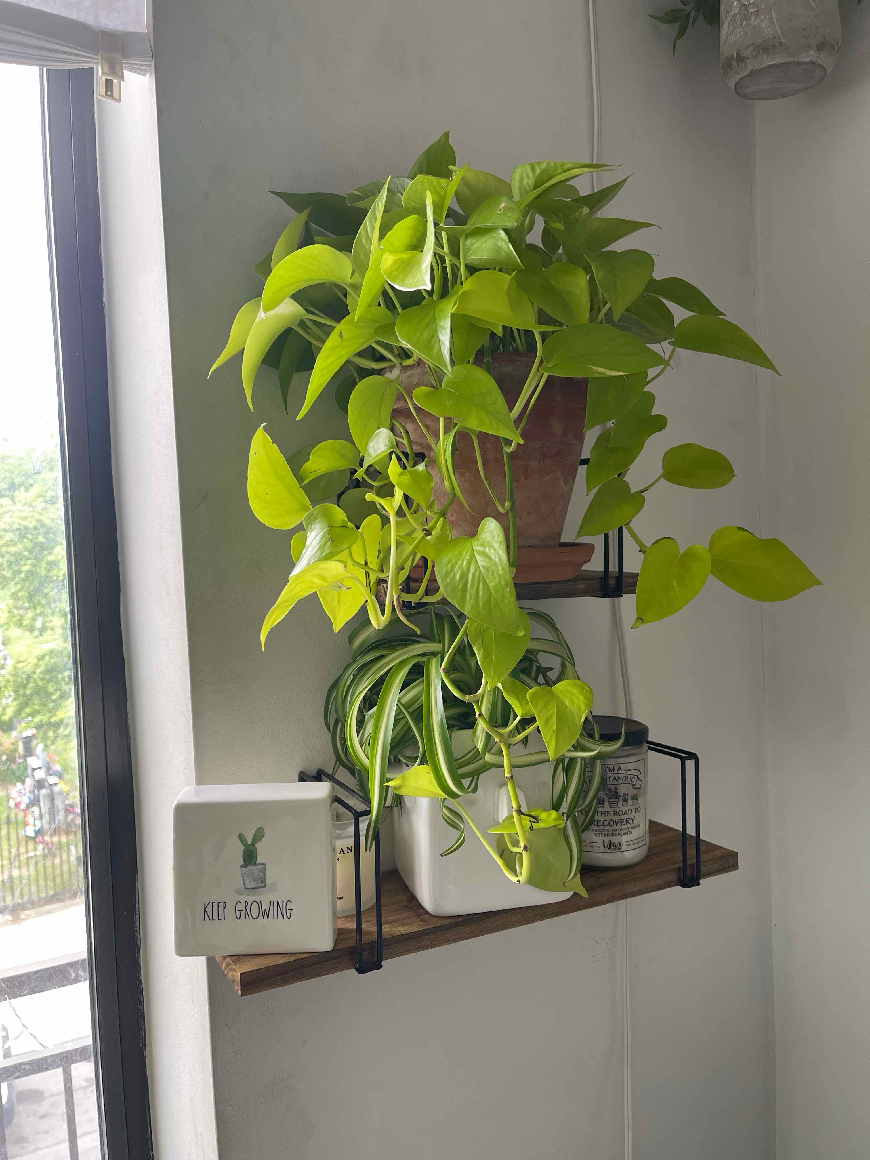 Neon Pothos plant on a shelf near a window, with another plant below it.