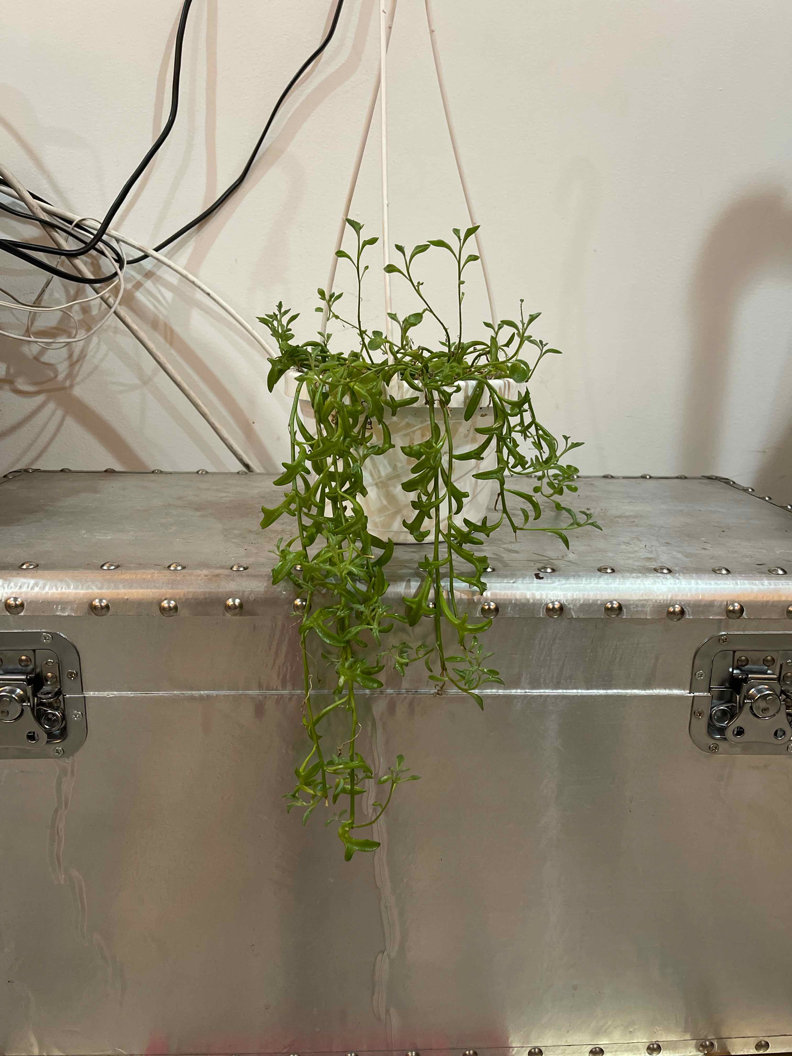 Hanging String of Dolphins plant with green leaves, background includes a metallic chest and wires.