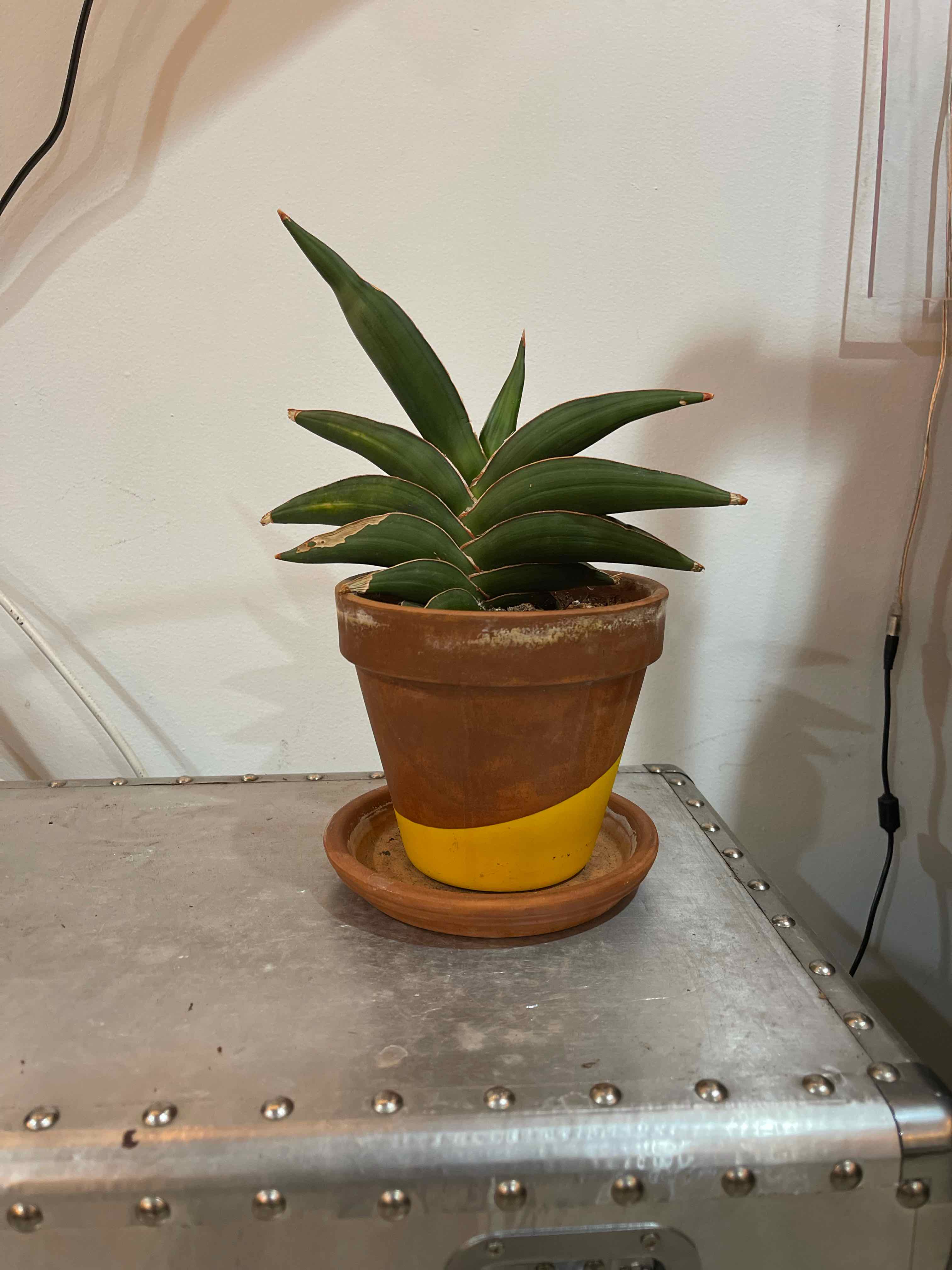 Samurai Dwarf Snake Plant in a terracotta pot with a yellow band, placed on a metallic surface.