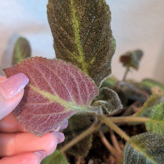Photo of the plant species Flannel Bush by @BlueribbonAlula named Remington on Greg, the plant care app