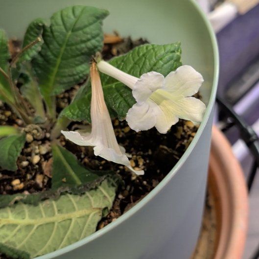 Photo of the plant species Cape Primrose by @BlueribbonAlula named Achilles on Greg, the plant care app