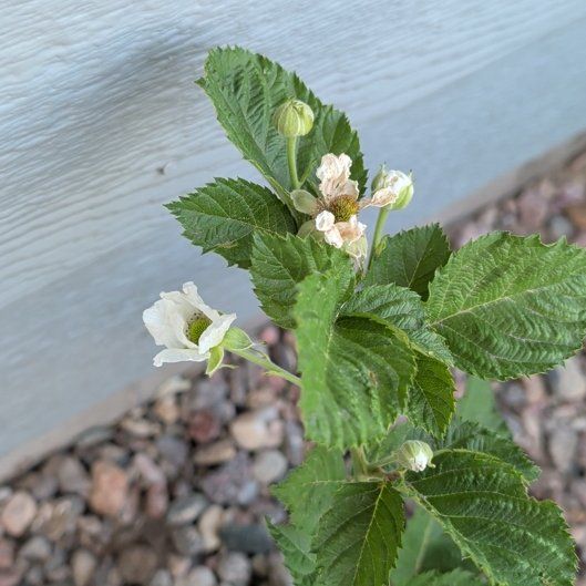 Photo of the plant species Armenian Blackberry by @BlueribbonAlula named Plato on Greg, the plant care app
