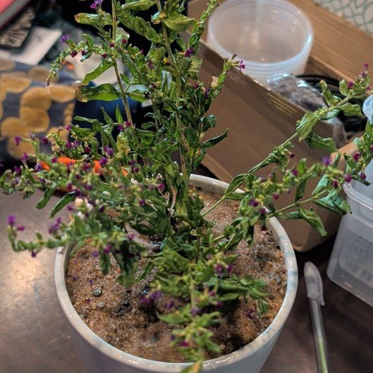 Photo of the plant species Hawaiian Heather by @BlueribbonAlula named Ronaldo on Greg, the plant care app