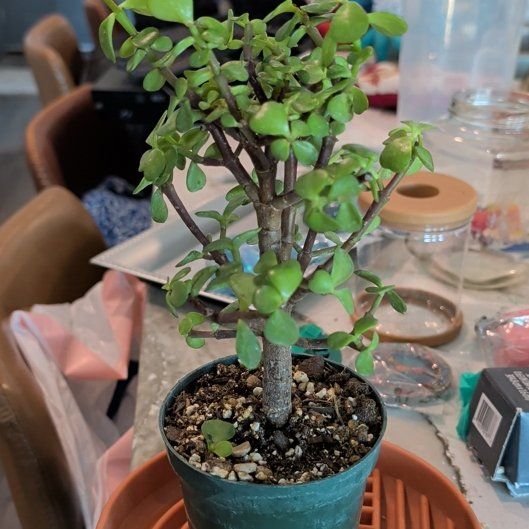 Photo of the plant species Dwarf Jade Plant by @BlueribbonAlula named Darnell on Greg, the plant care app