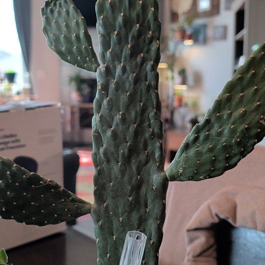 Photo of the plant species Woolyjoint Prickly Pear by @BlueribbonAlula named Prickly Pear on Greg, the plant care app