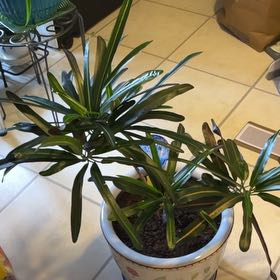 Photo of the plant species California Croton by @Luckeecharm1 named Elle on Greg, the plant care app