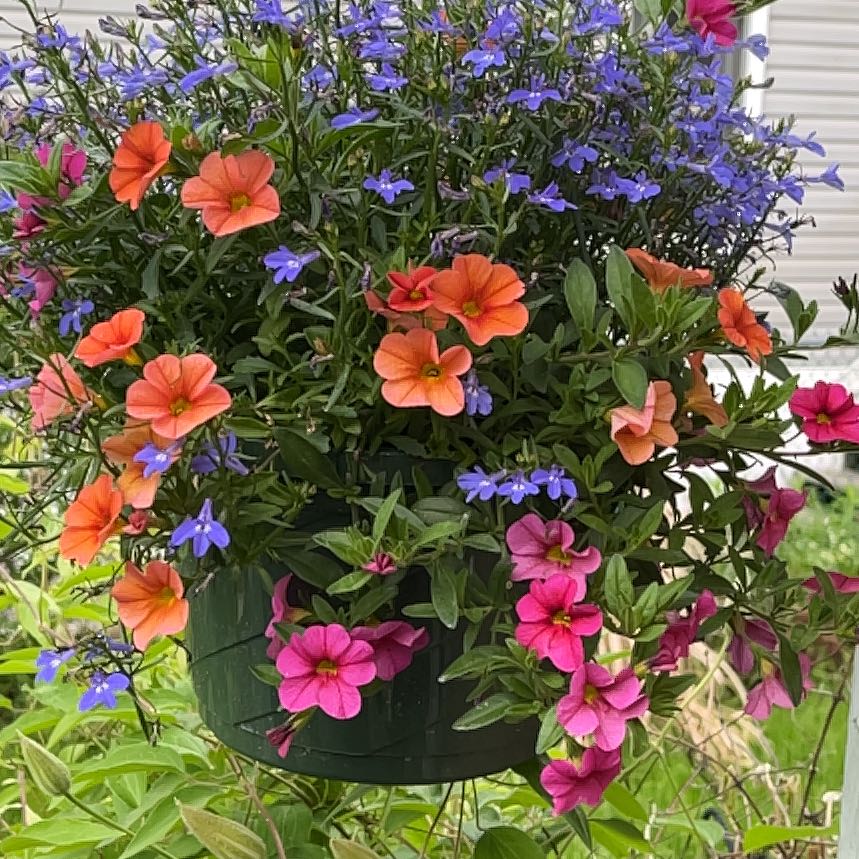 Photo of the plant species Edging Lobelia by @Luckeecharm1 named Lobelia on Greg, the plant care app