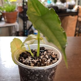 Photo of the plant species Alocasia dragons breath by @Luckeecharm1 named Isidore on Greg, the plant care app