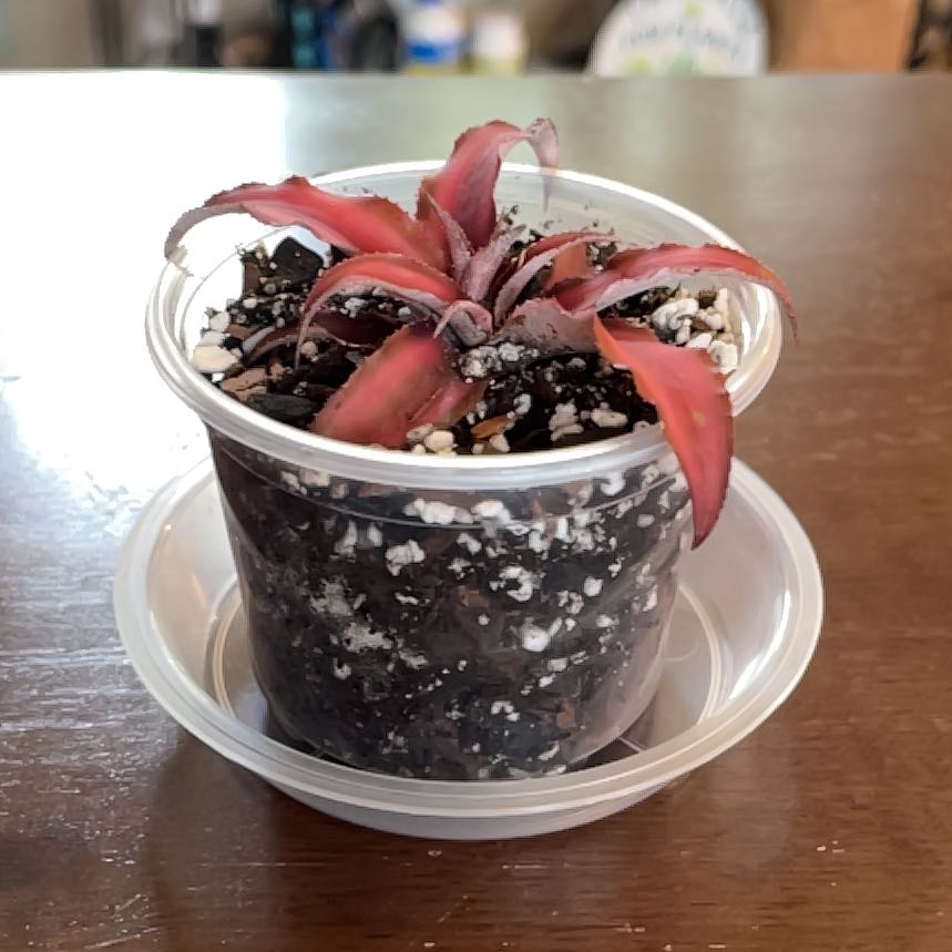 Photo of the plant species Cryptanthus 'Fire Mystic' by @Luckeecharm1 named Mystic on Greg, the plant care app