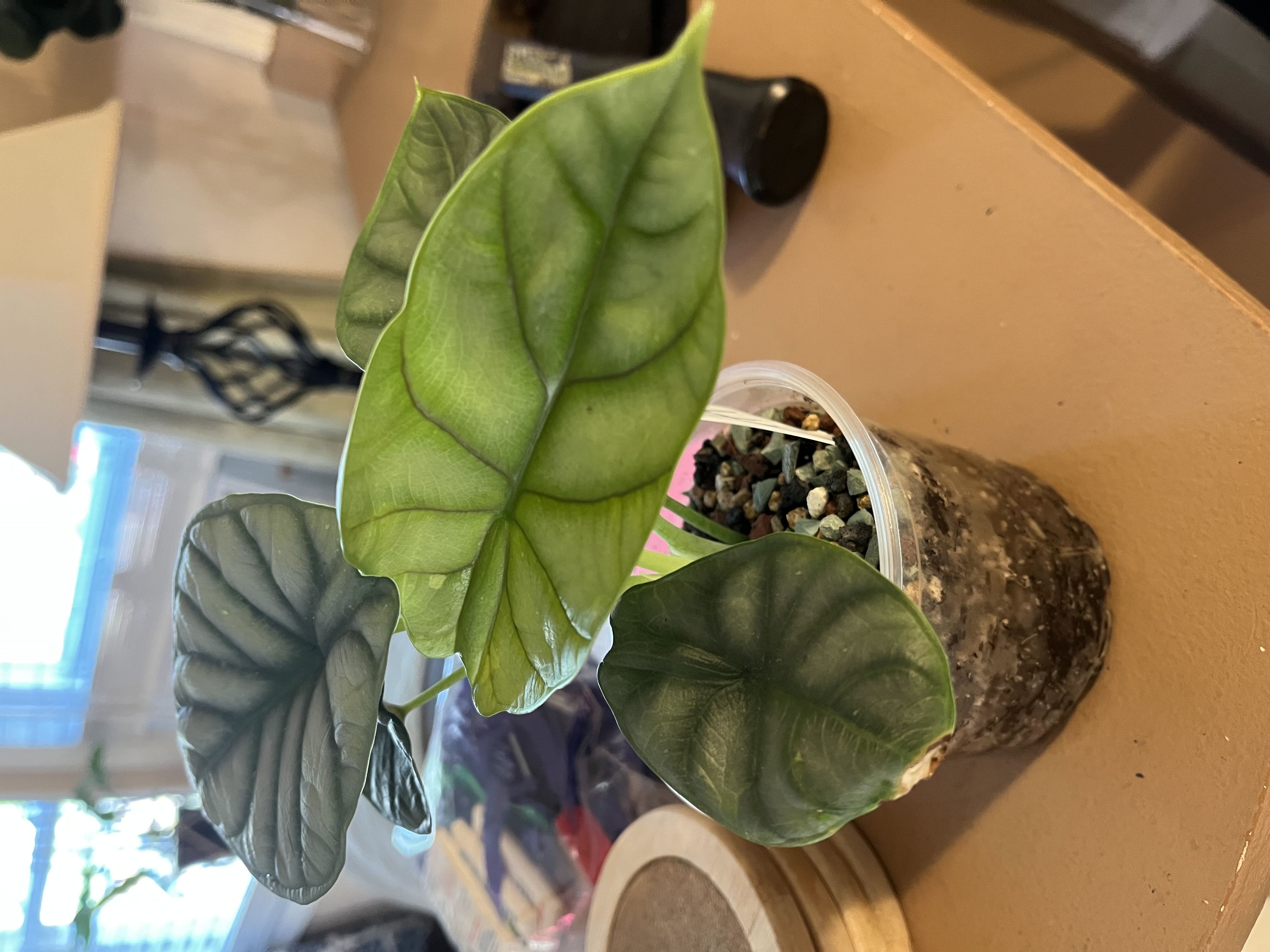Photo from the post