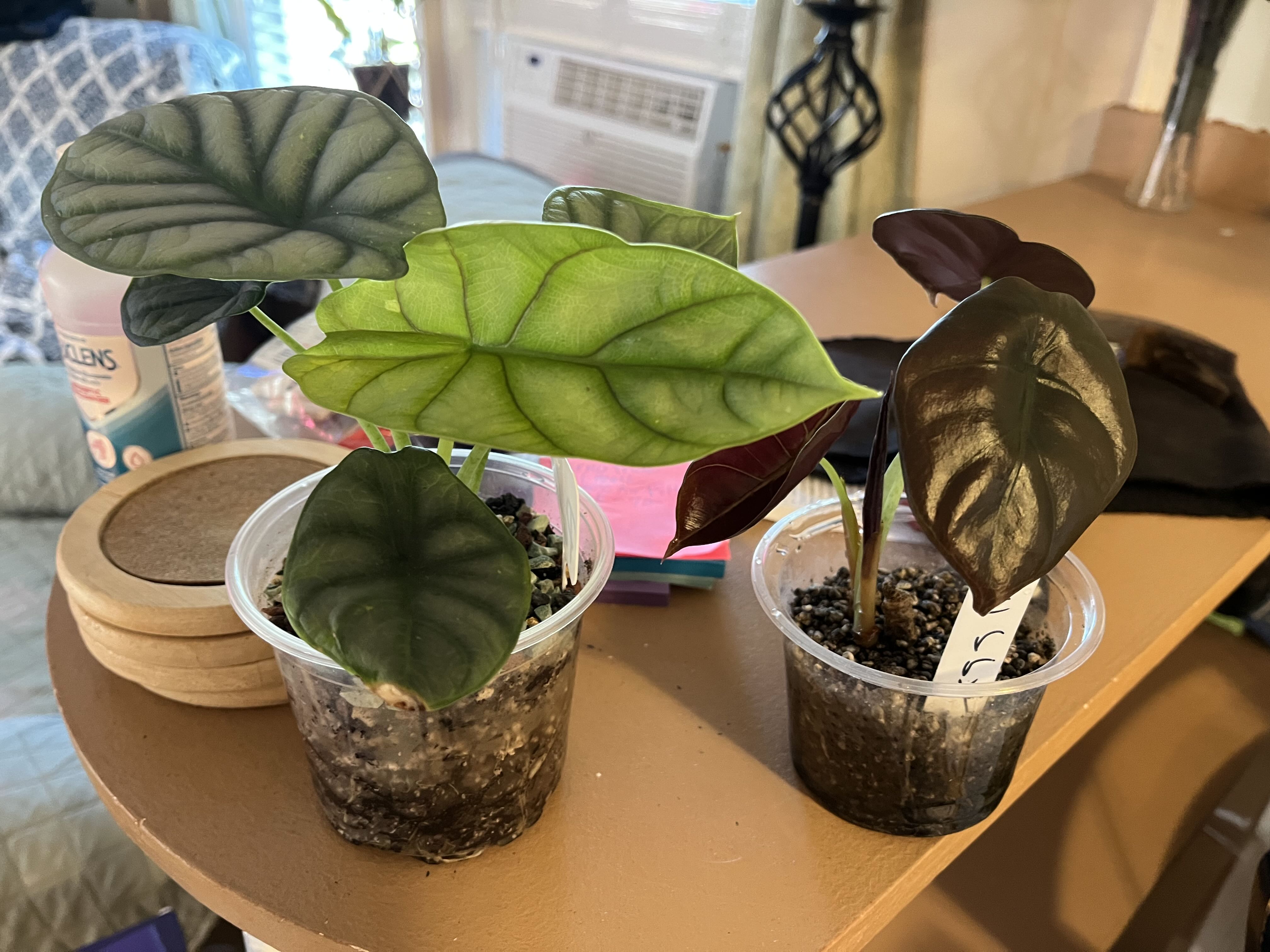 Photo from the post