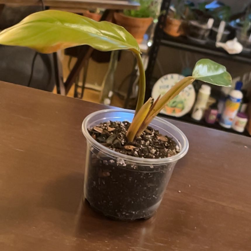 Photo of the plant species Philodendron 'Caramel Pluto' by @Luckeecharm1 named Pluto on Greg, the plant care app