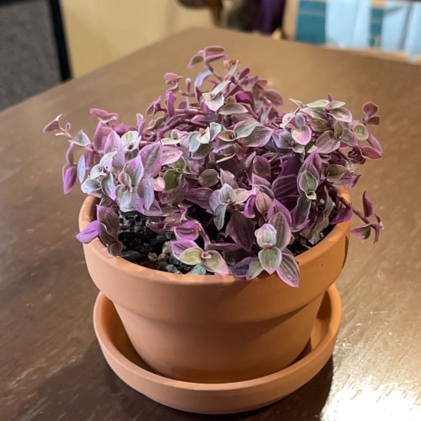 Photo of the plant species Callisia Pink Panther by @Luckeecharm1 named Rozette on Greg, the plant care app