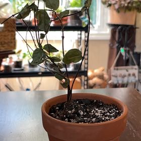 Photo of the plant species Asian Jasmine by @Luckeecharm1 named Asia on Greg, the plant care app