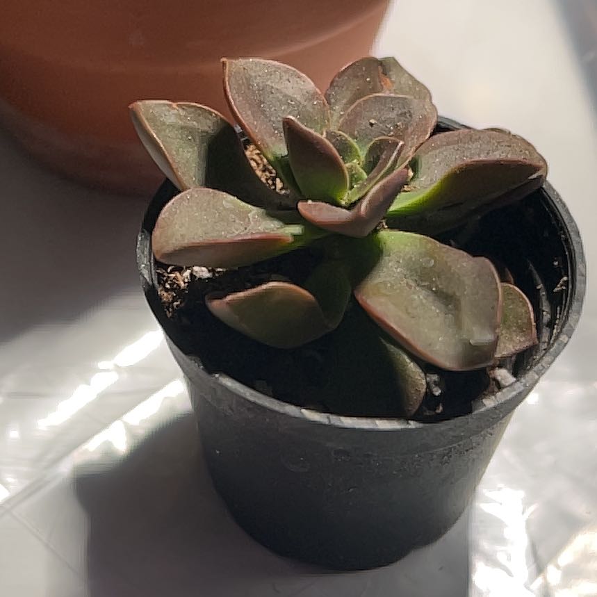 Photo of the plant species Echeveria 'Melaco' by @Luckeecharm1 named Toffee on Greg, the plant care app