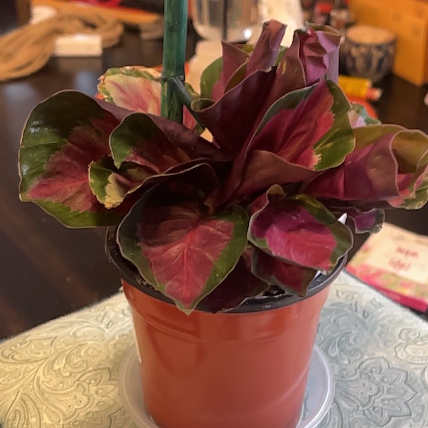 Photo of the plant species calathea rosy by @Luckeecharm1 named Rosebud🥀in humidity box on Greg, the plant care app