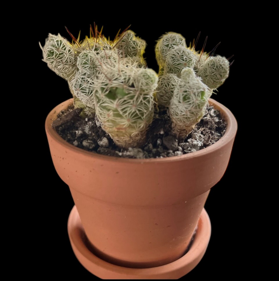 Photo of the plant species Coryphantha delicata by @Luckeecharm1 named Mighty Mouse on Greg, the plant care app