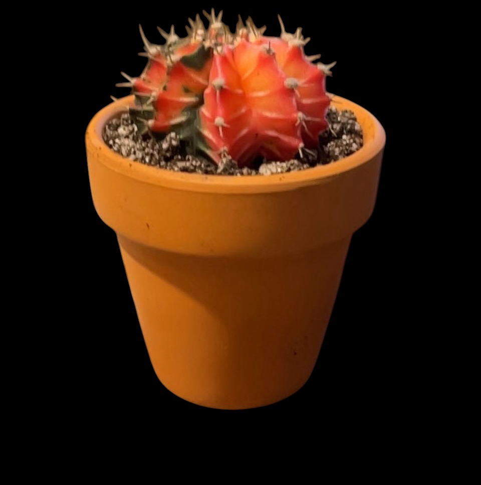 Photo of the plant species Gymnocalycium mihanovichii f. monstrose by @Luckeecharm1 named 🌙 Mooney on Greg, the plant care app