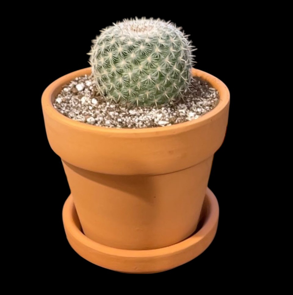 Photo of the plant species Old Lady Cactus by @Luckeecharm1 named Granny on Greg, the plant care app