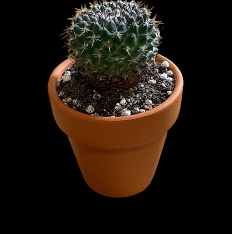 Photo of the plant species Rebutia krainziana by @Luckeecharm1 named Zeb on Greg, the plant care app